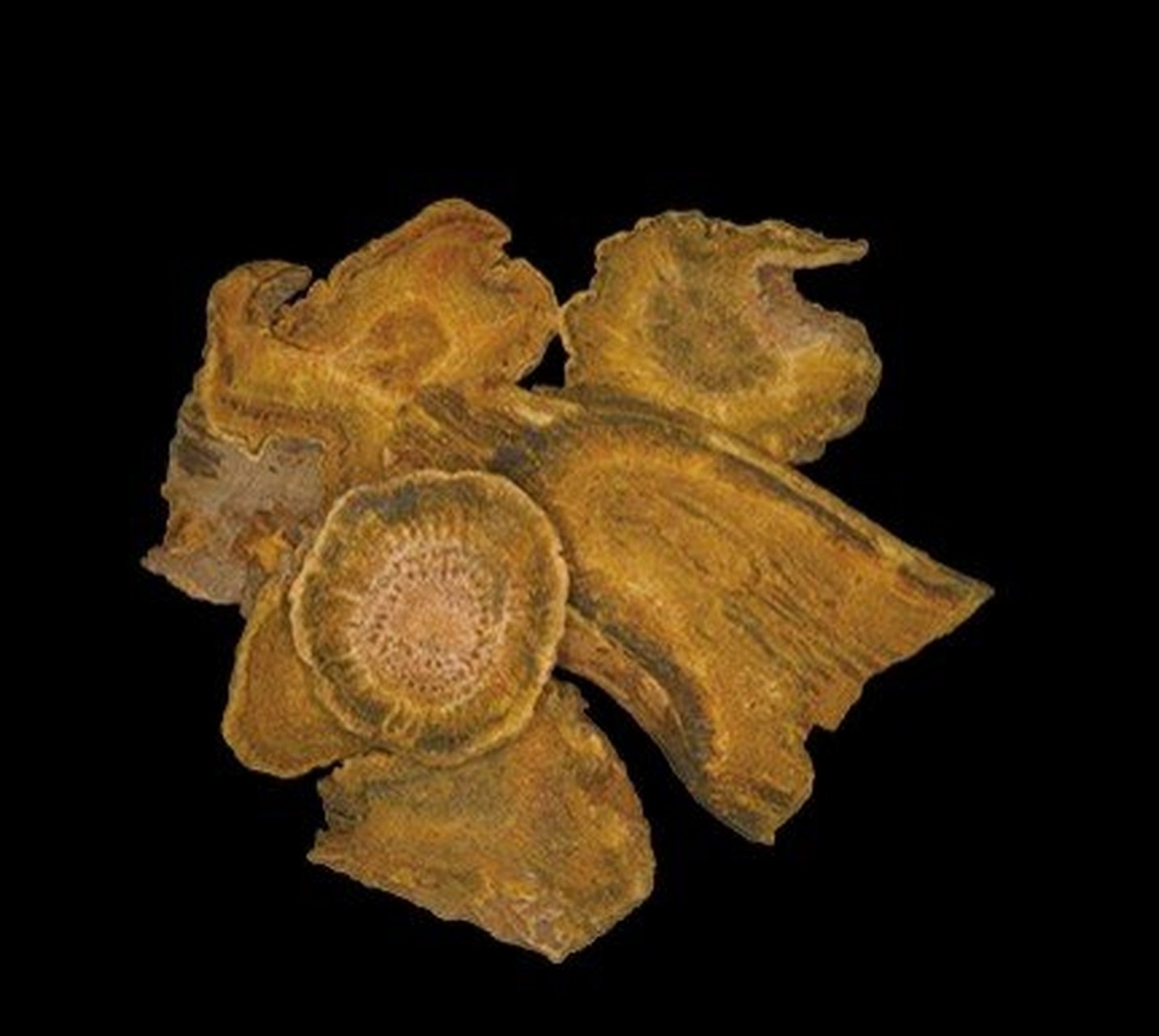 大黄附子汤 大黄附子汤—"温阳通便法". 功用:温里散寒,通便止痛.