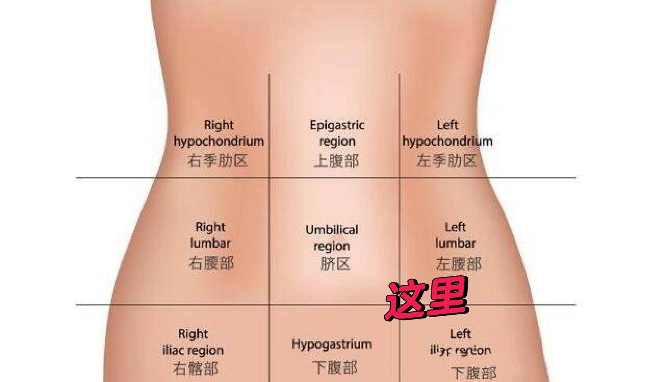 女人左下腹疼图片