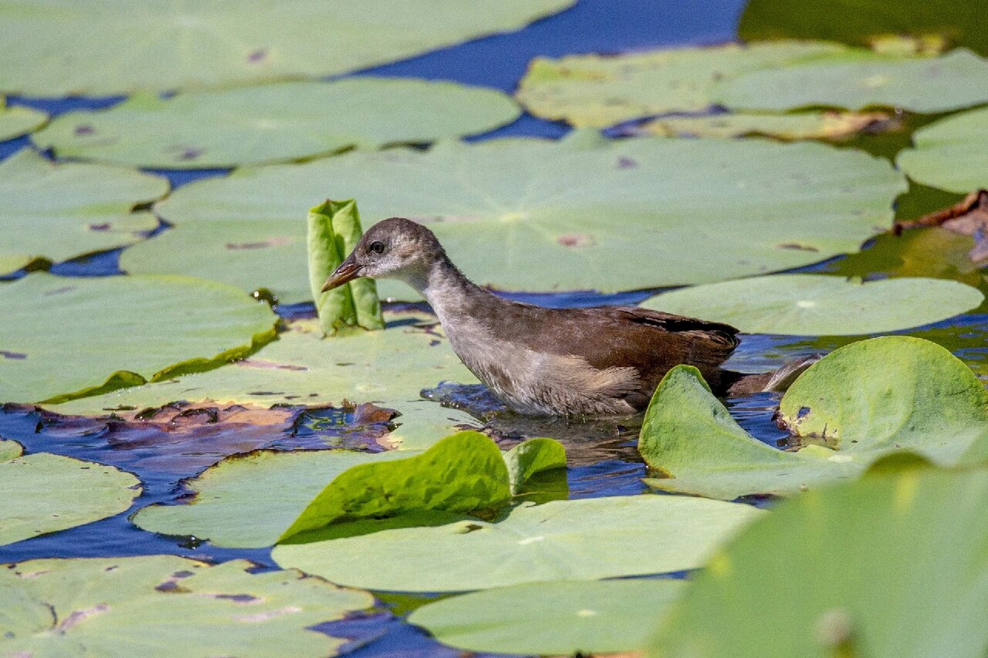 小黑水鸡 黑水鸡雏鸟在池塘荷叶间溜达觅食