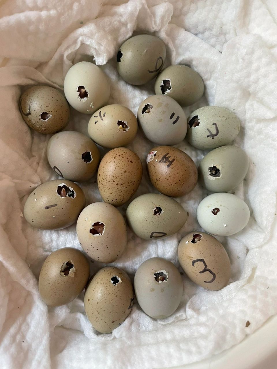 酸奶机孵化芦丁鸡,出壳率100% 新手,刚入坑,只准备养一笼捡蛋玩.