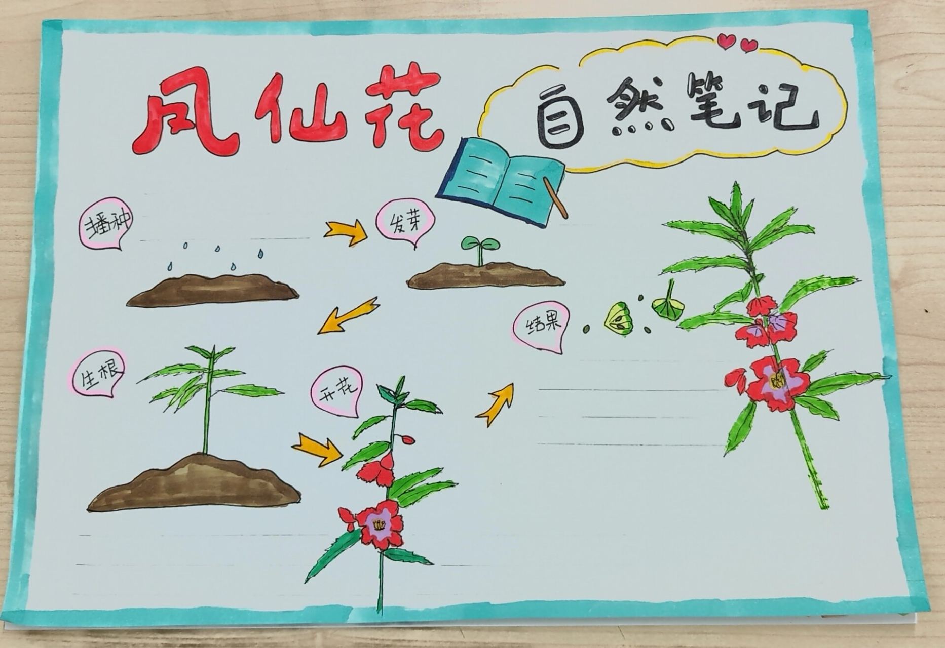 凤仙花的一生手抄报