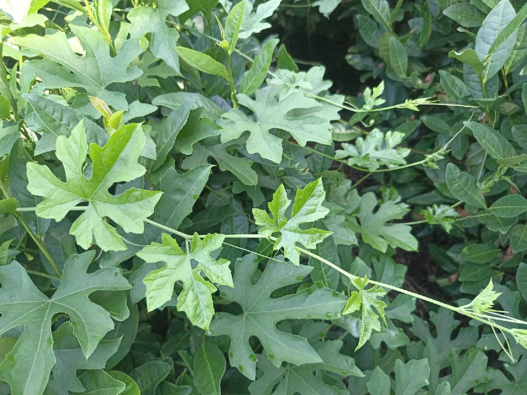 野生天花粉植物图片图片