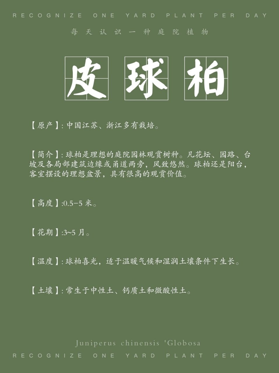 54——皮球柏 (原产):中国江苏,浙江多有栽培 (简介]: 球柏是理想的