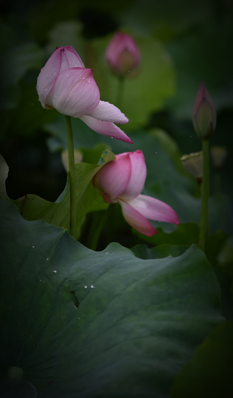 美丽绽放】#美丽宁波# 今天早上,宁波东部新城,雨中荷花美丽绽放