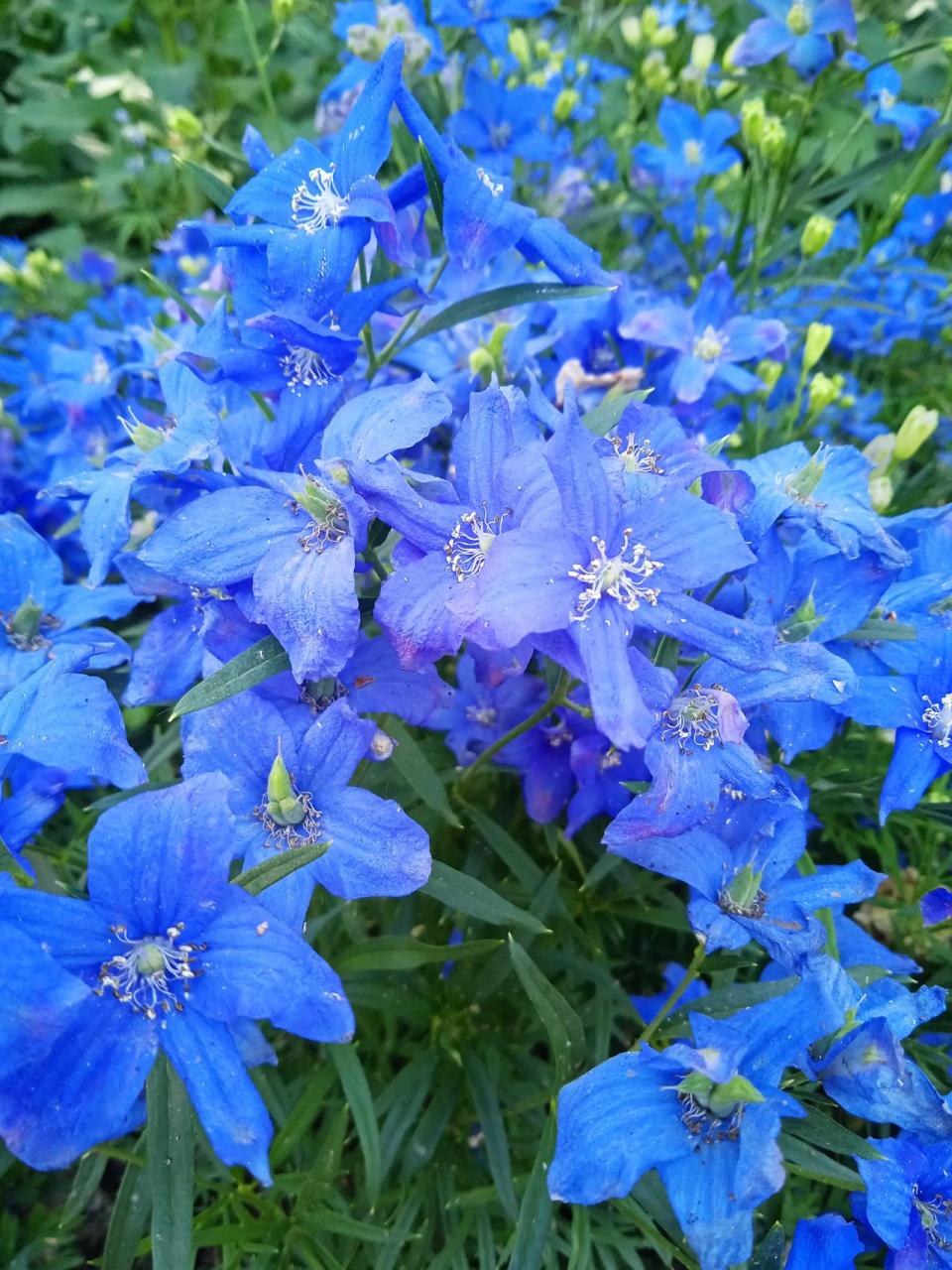 蓝色的花有哪些花图片图片