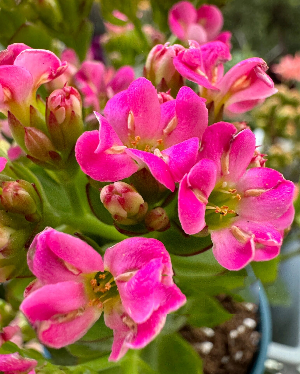 长寿花 单瓣 小淘气 9595非常漂亮的桃粉色系,花心是嫩绿色的,和