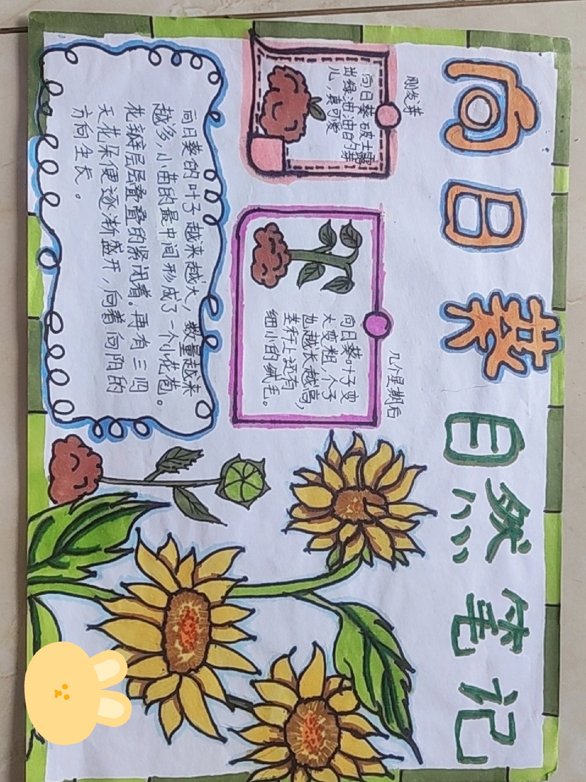 关于植物记录卡怎么做图片三年级向日葵的信息