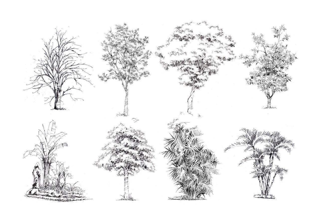 风景园林手绘l植物篇🌳