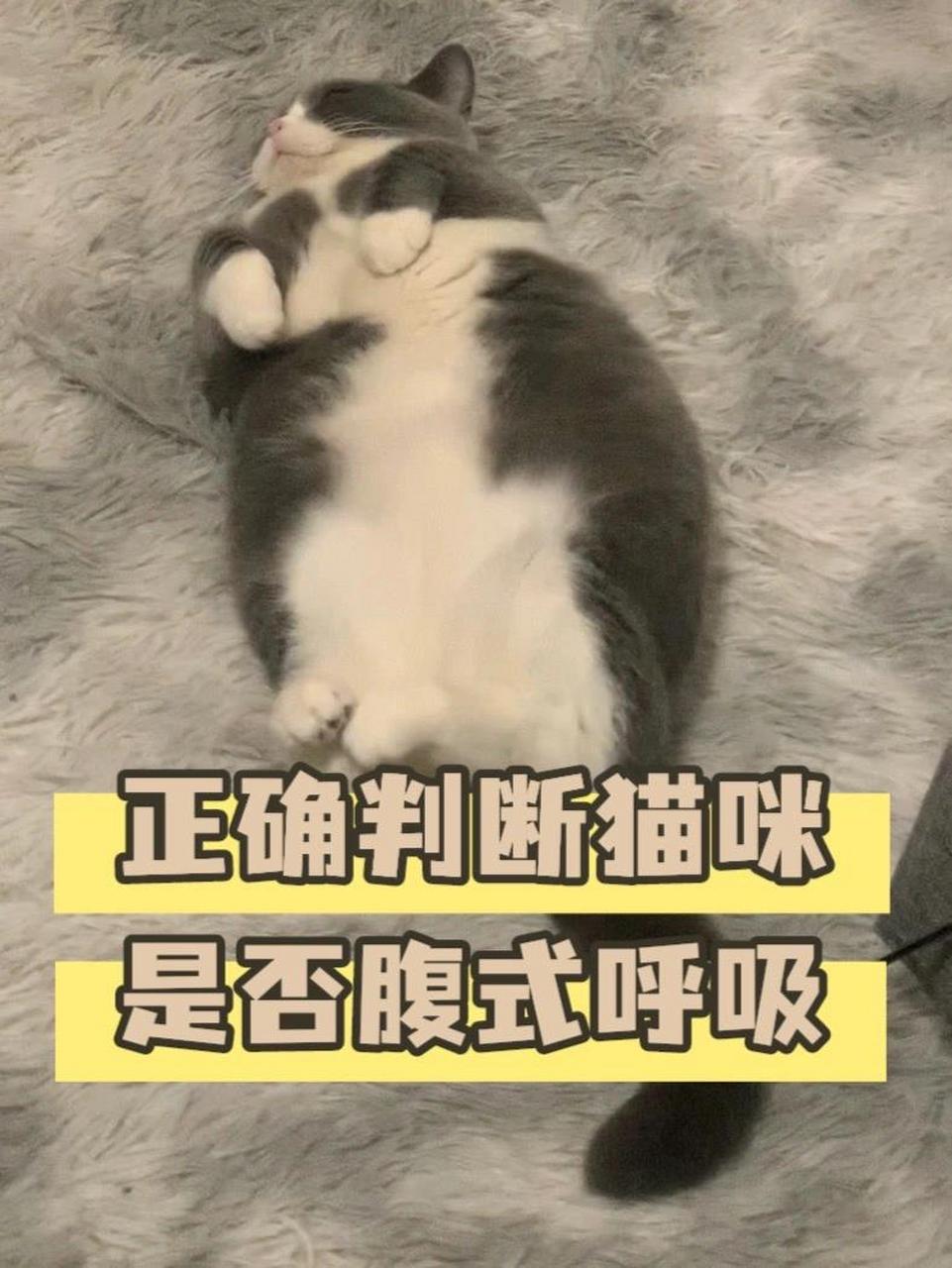 猫咪正常呼吸的样子图片