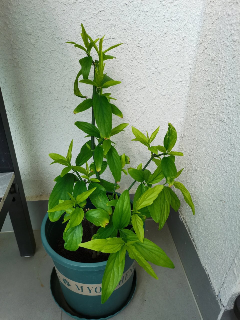忧遁草 图一:忧遁草有点茂盛 图二:8月28日把忧遁草的长枝剪下,叶子用