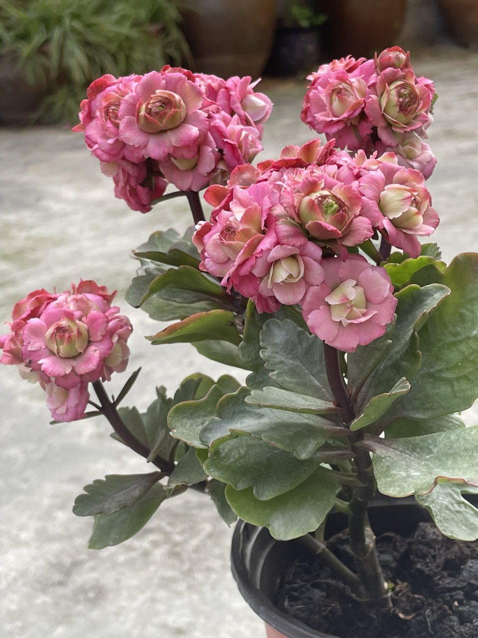 长寿花:德里亚.(相思豆)