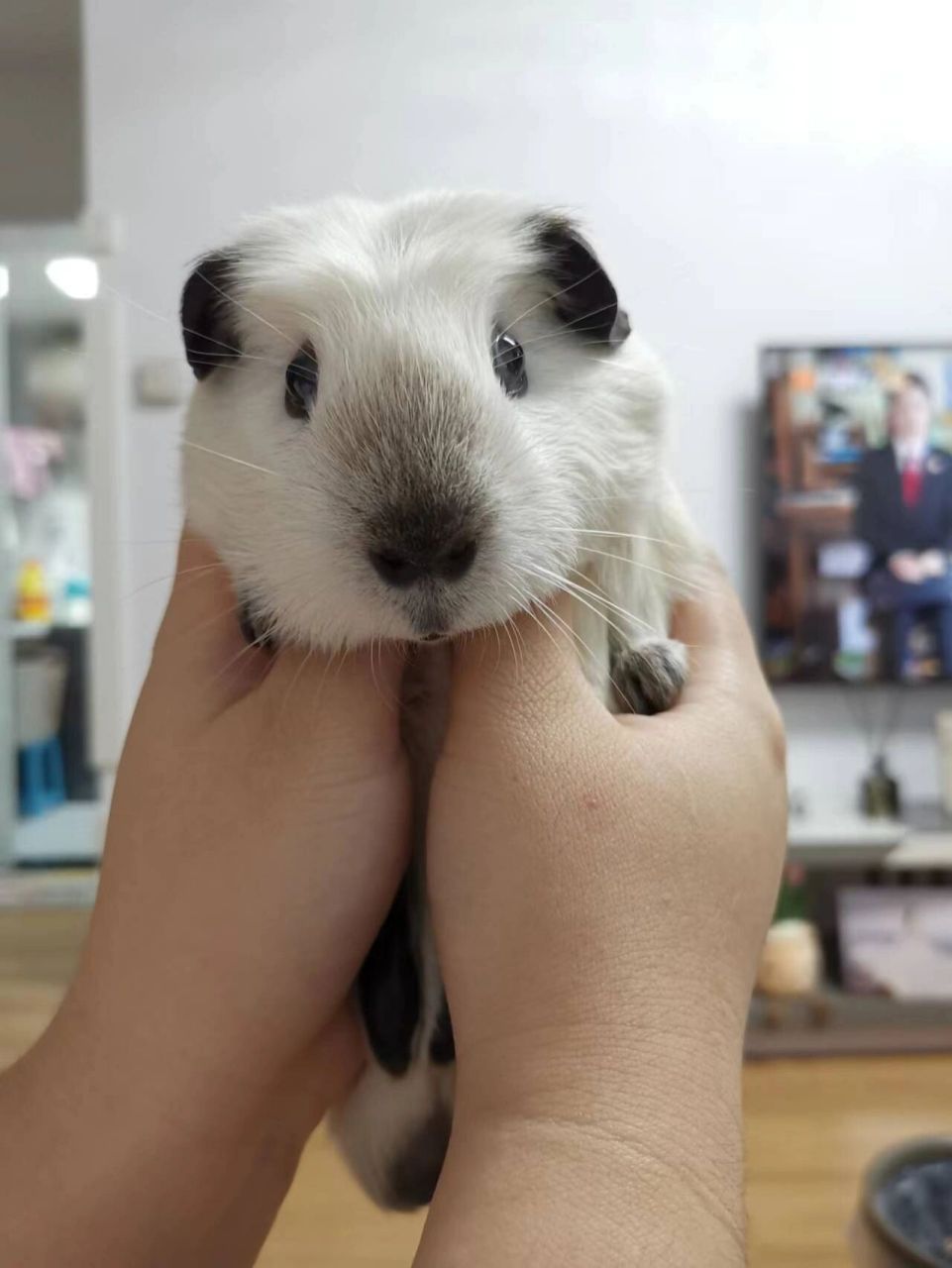 荷兰猪能长多大? 小家伙724克了,还能长吗?它才5个月.好大只啊