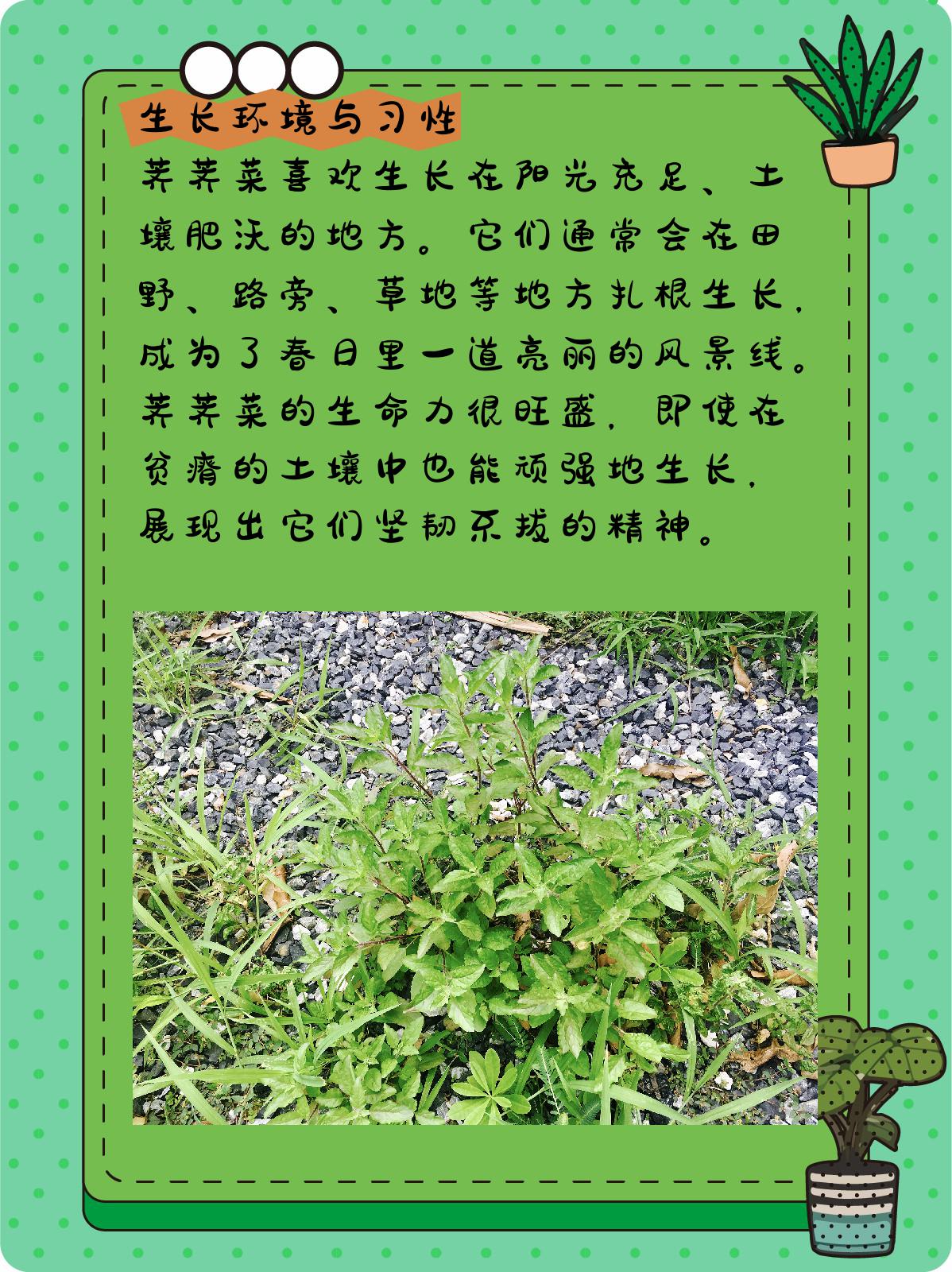 荠菜别名叫什么图片