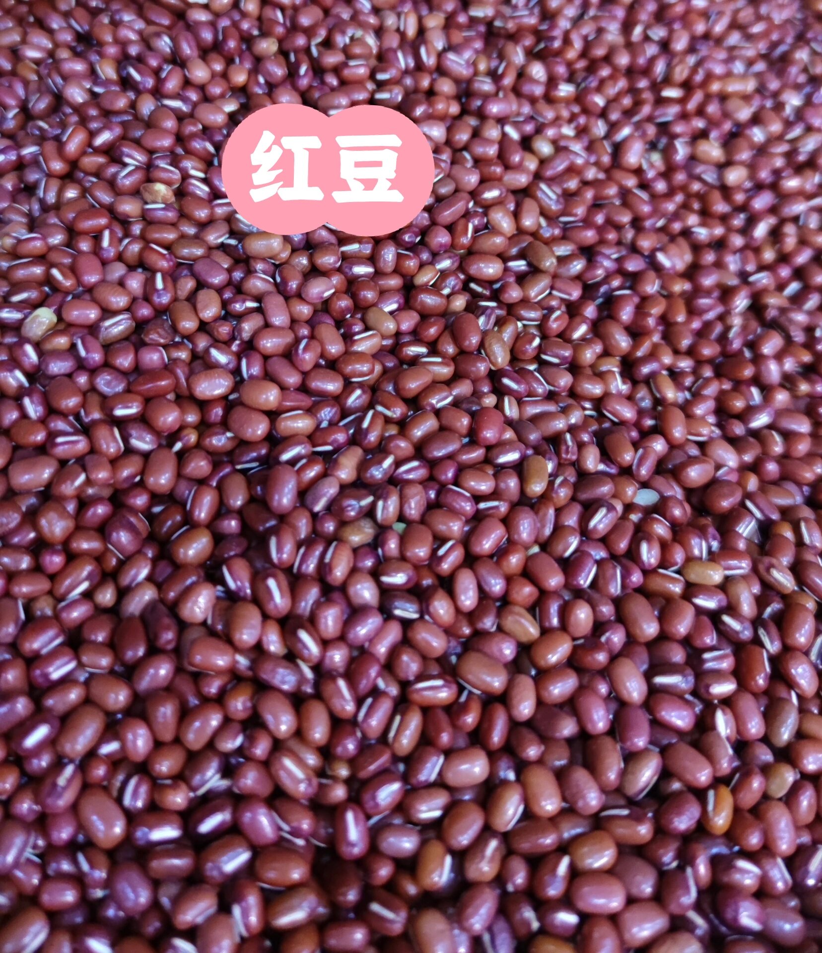 赤小豆和红豆的区别 那篇祛湿的的分享火了后,很多朋友来问我,哪个是