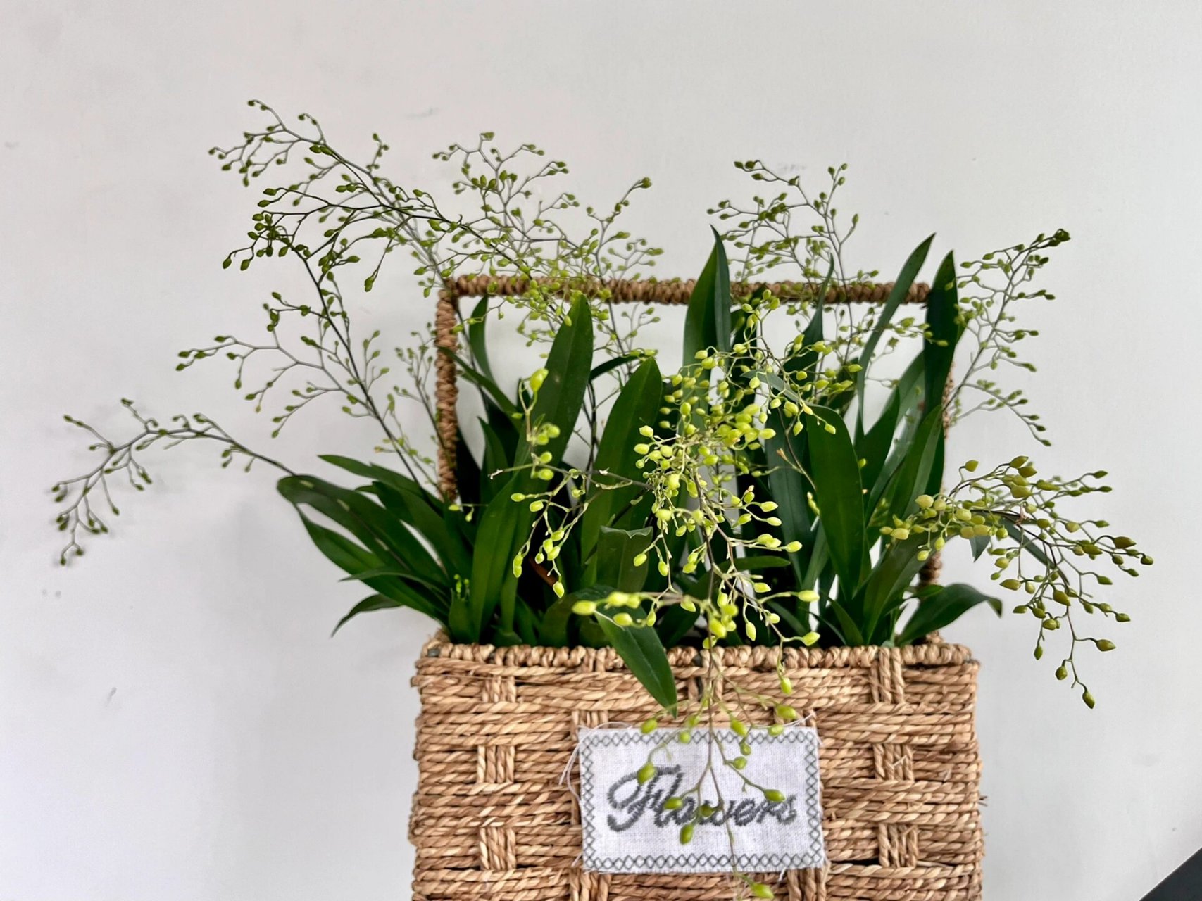 白色文心兰 买了2年的文心兰,真的是个可爱又好闻的小精灵!