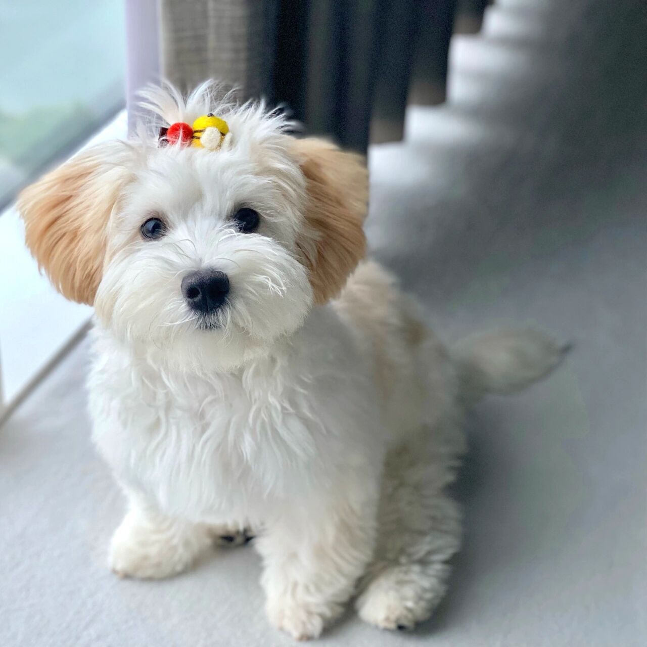 哈瓦那犬|一只黏人忠诚不掉毛的小可爱 新手养狗太推荐哈瓦那犬了!