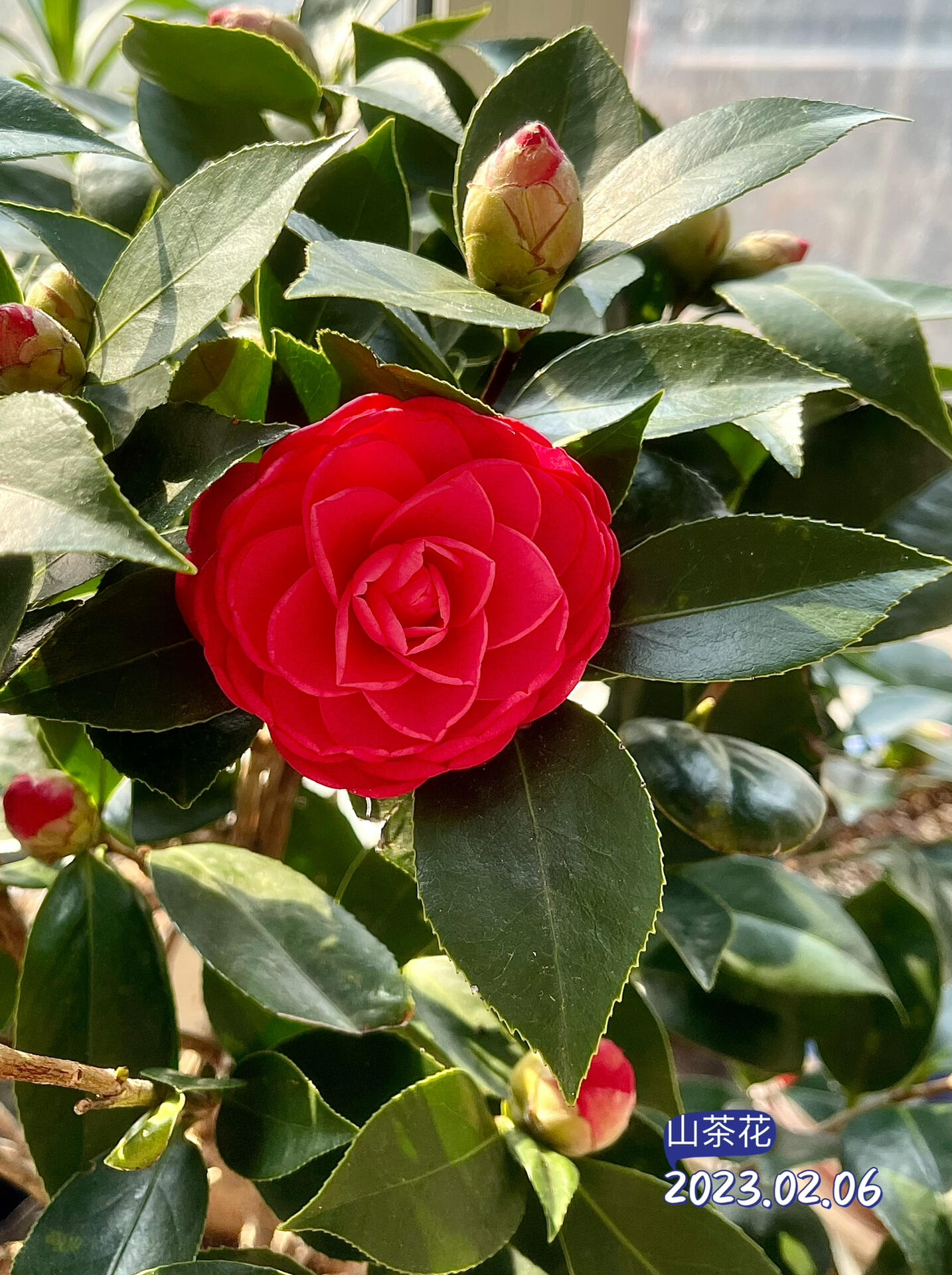 红色赤丹茶花花期图片