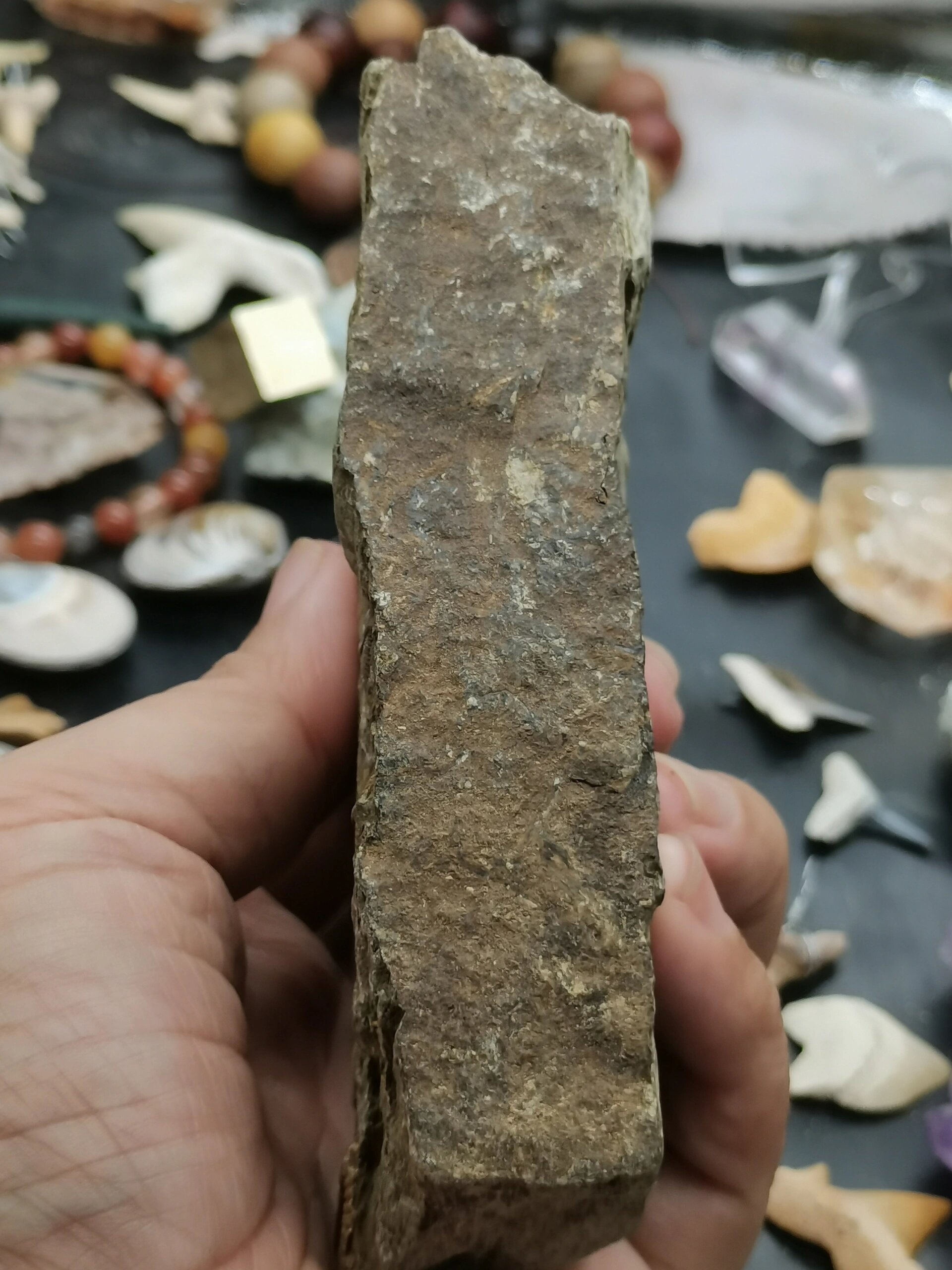 古生物化石 史前群板王冠三叶虫尾巴 55 古生物化石 喜欢的朋友私聊