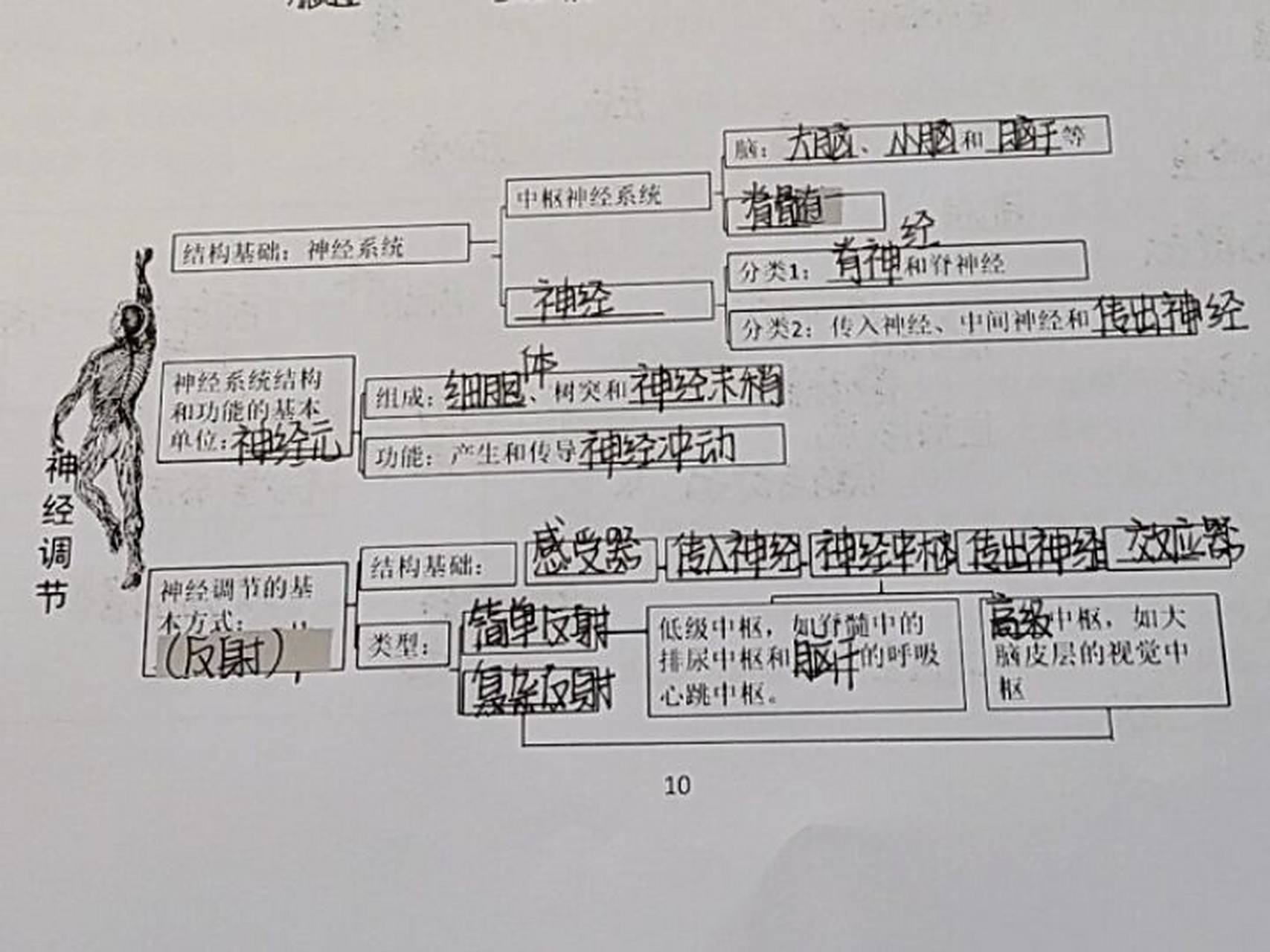 七下生物人体生命活动调节思维导图