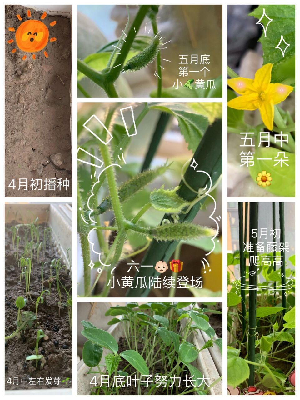 黄瓜种植过程图片图片
