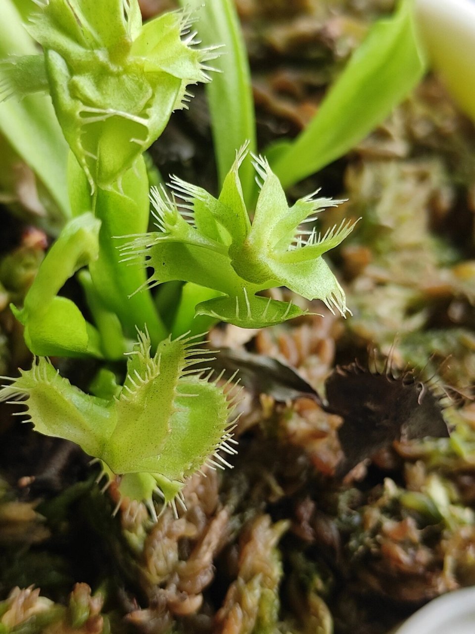高度变异的镜像捕蝇草 最开始只有双夹🤣,现在有了三头犬,四夹甚至