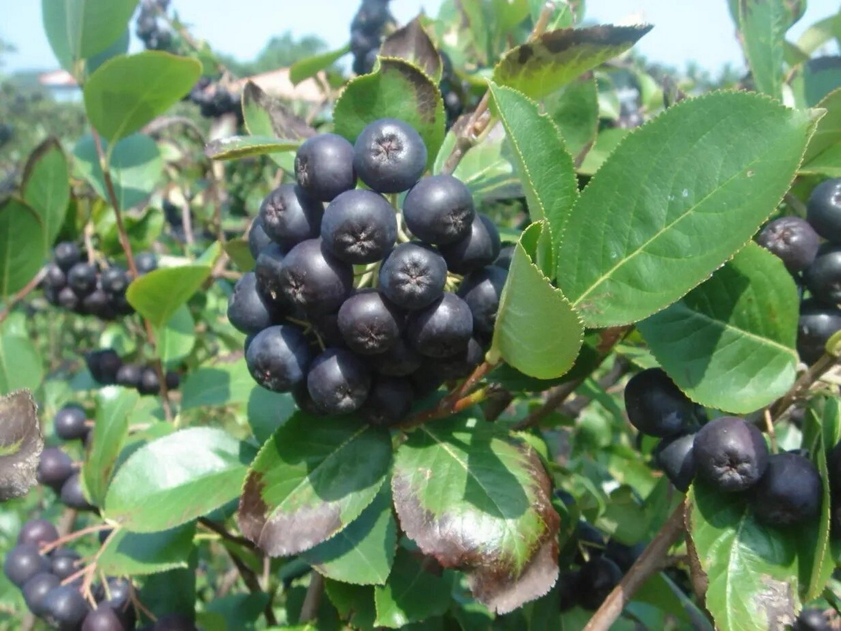 黑果花楸:有助减肥瘦身 黑果花楸中的花青素和酚酸类化合物是抑制a