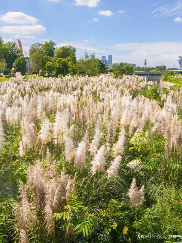 中和湿地公园芦苇荡