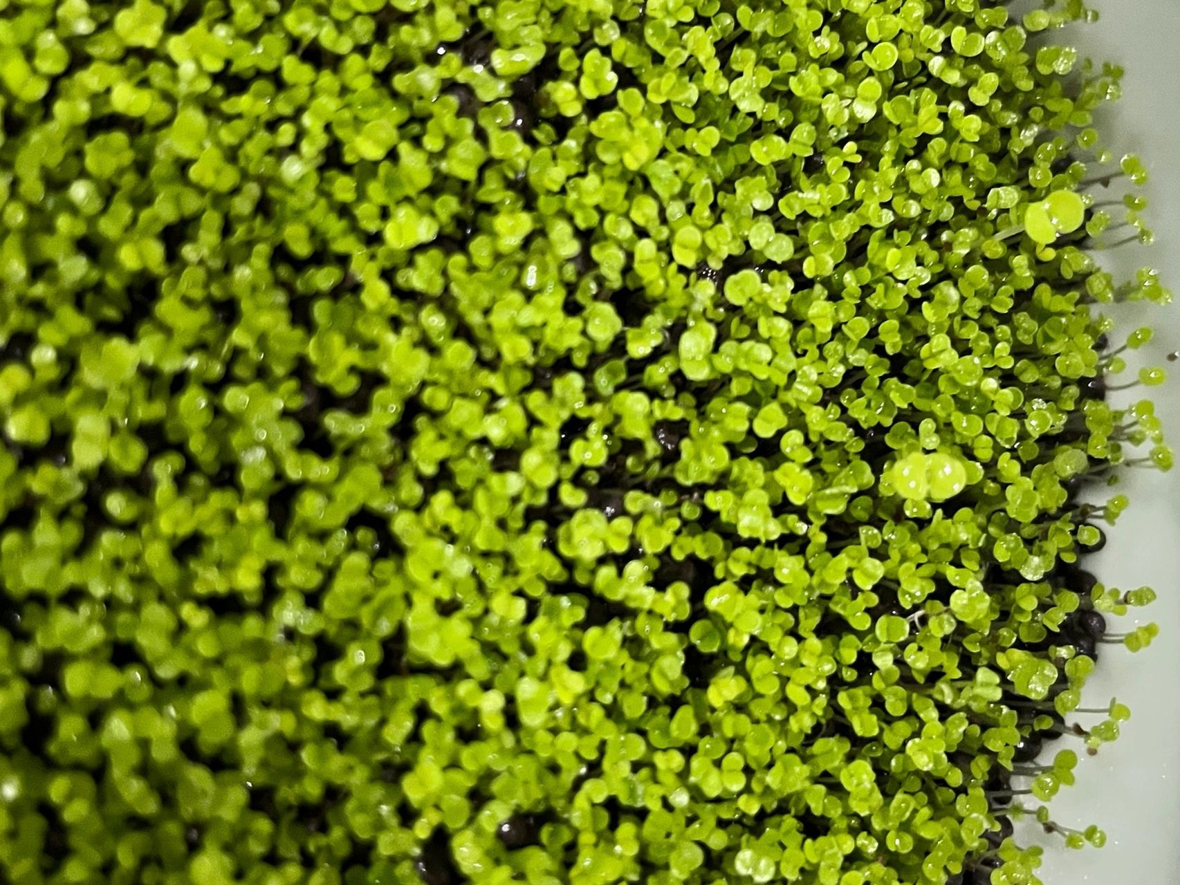 水草养殖记 小对叶25天了,虽然有些是间隔了一个星期发芽97这速度