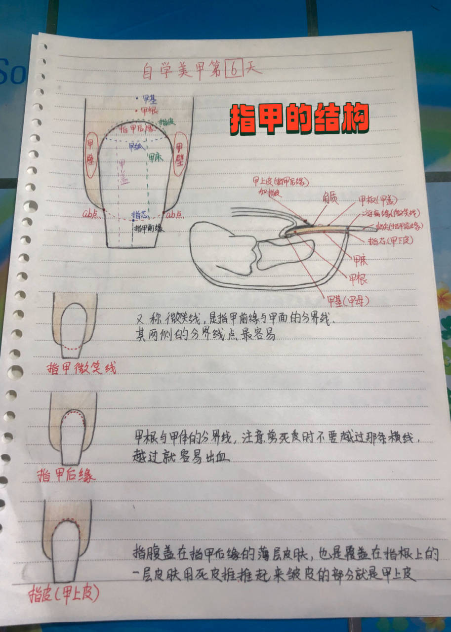 指甲结构图及分解图片