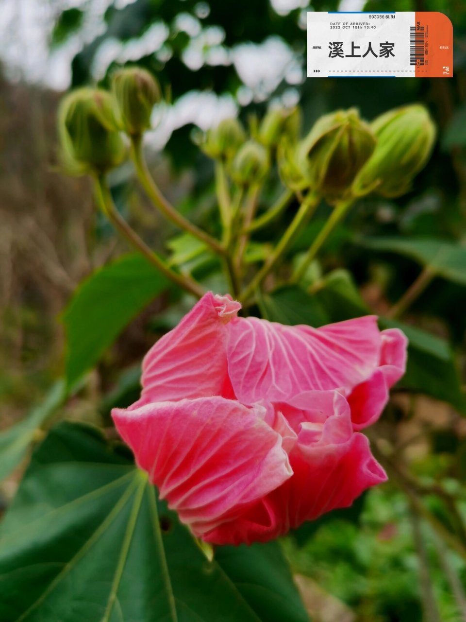 木芙蓉为何叫拒霜花图片