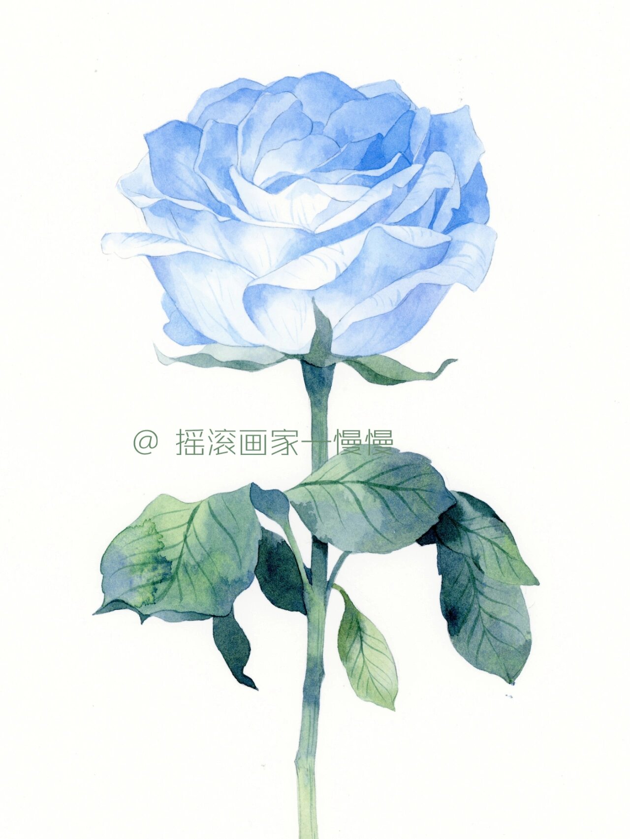 水彩花卉61蓝玫瑰(附教程)