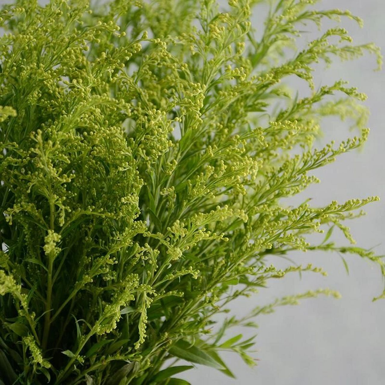 每天认识一种花材—92黄莺草92 花语 92幸福美好92 黄莺草有