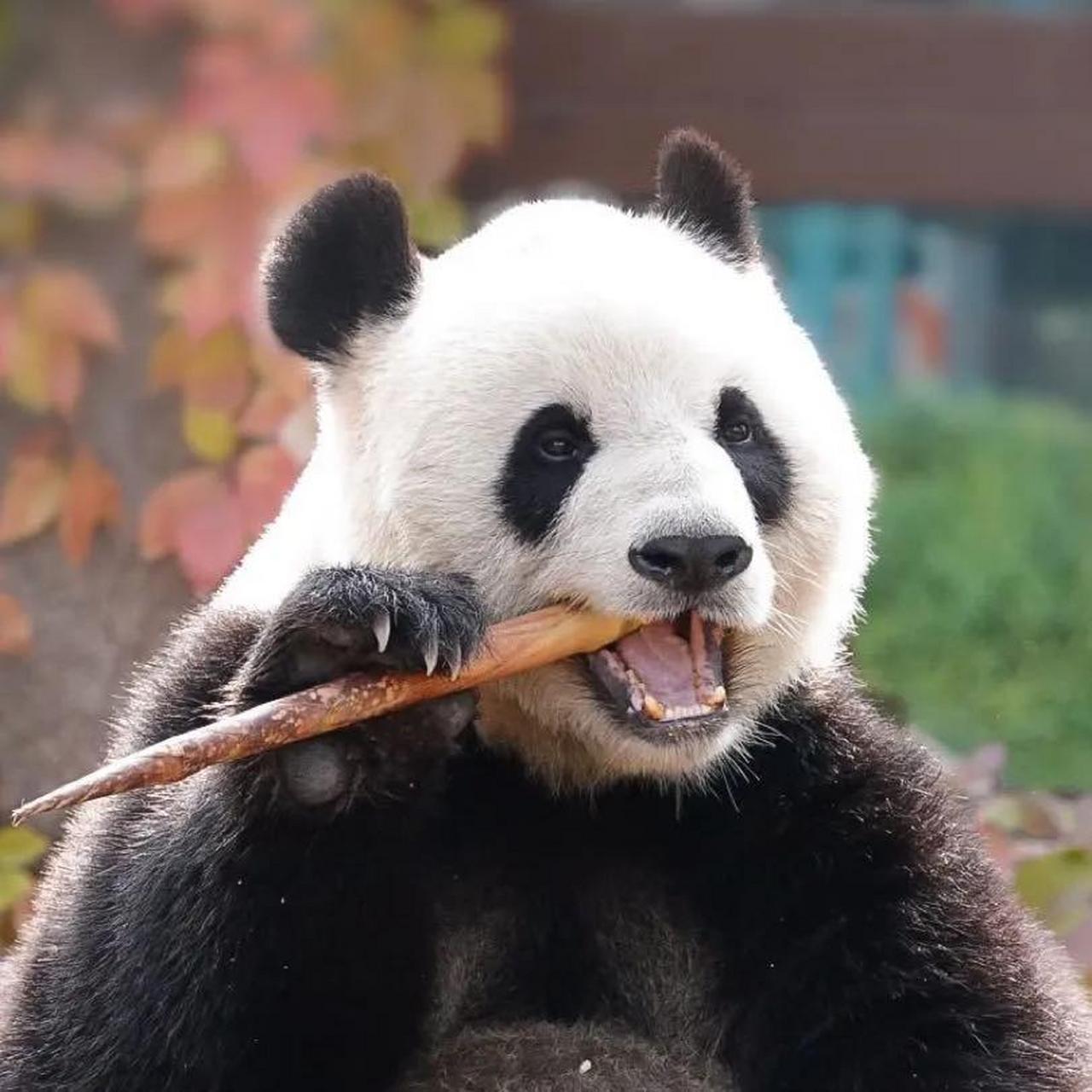 大熊猫萌萌,是一个非常有个性的熊熊,除了徐姥爷,一般的奶爸奶妈叫不