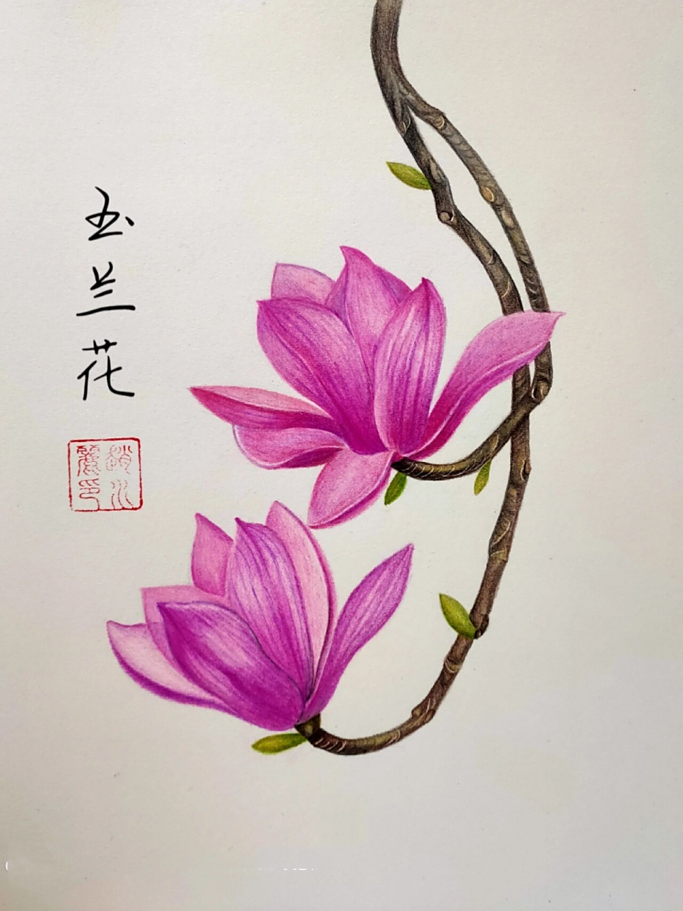 彩铅画～【玉兰花】 纸:获多福16k细纹水彩纸 笔:马可雷诺120色油性
