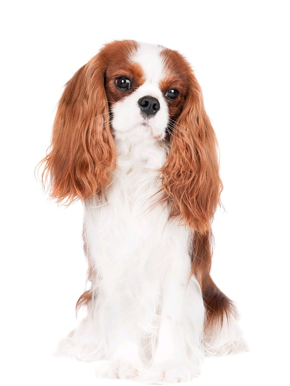 养犬须知13:(小型犬)骑士查理王小猎犬 骑士查理王小猎犬因深受英查理