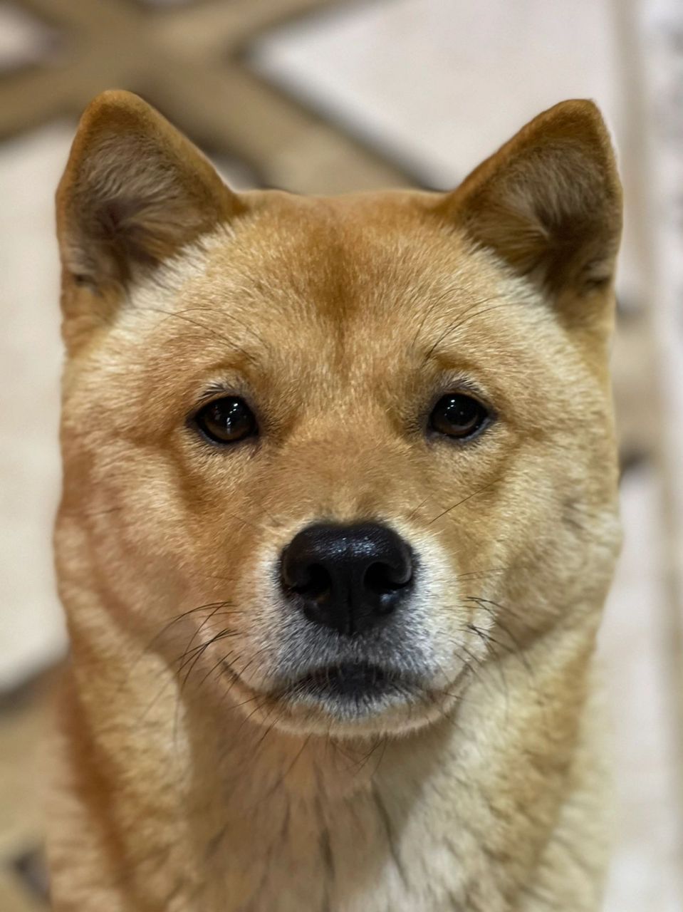 好清秀好标志的大黄狗 看到镜头就皱眉的小狗狗一枚