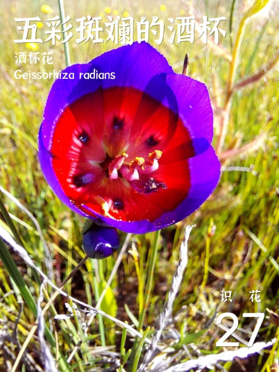 五彩斑斓的酒杯,想不想拥有一杯 酒杯花 geissorhiza radians 酒杯花