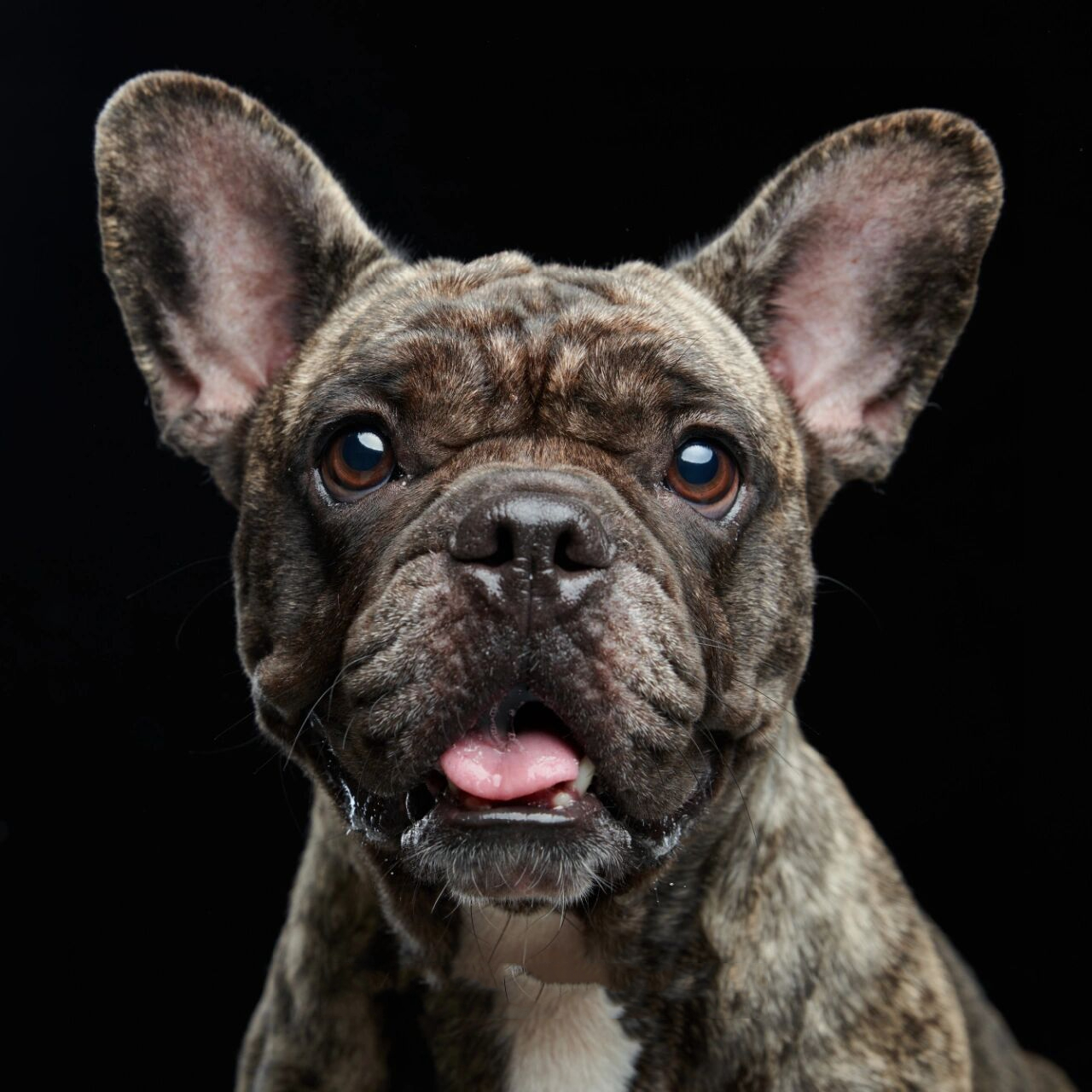 法斗肖像 经典黑白头像壁纸系列