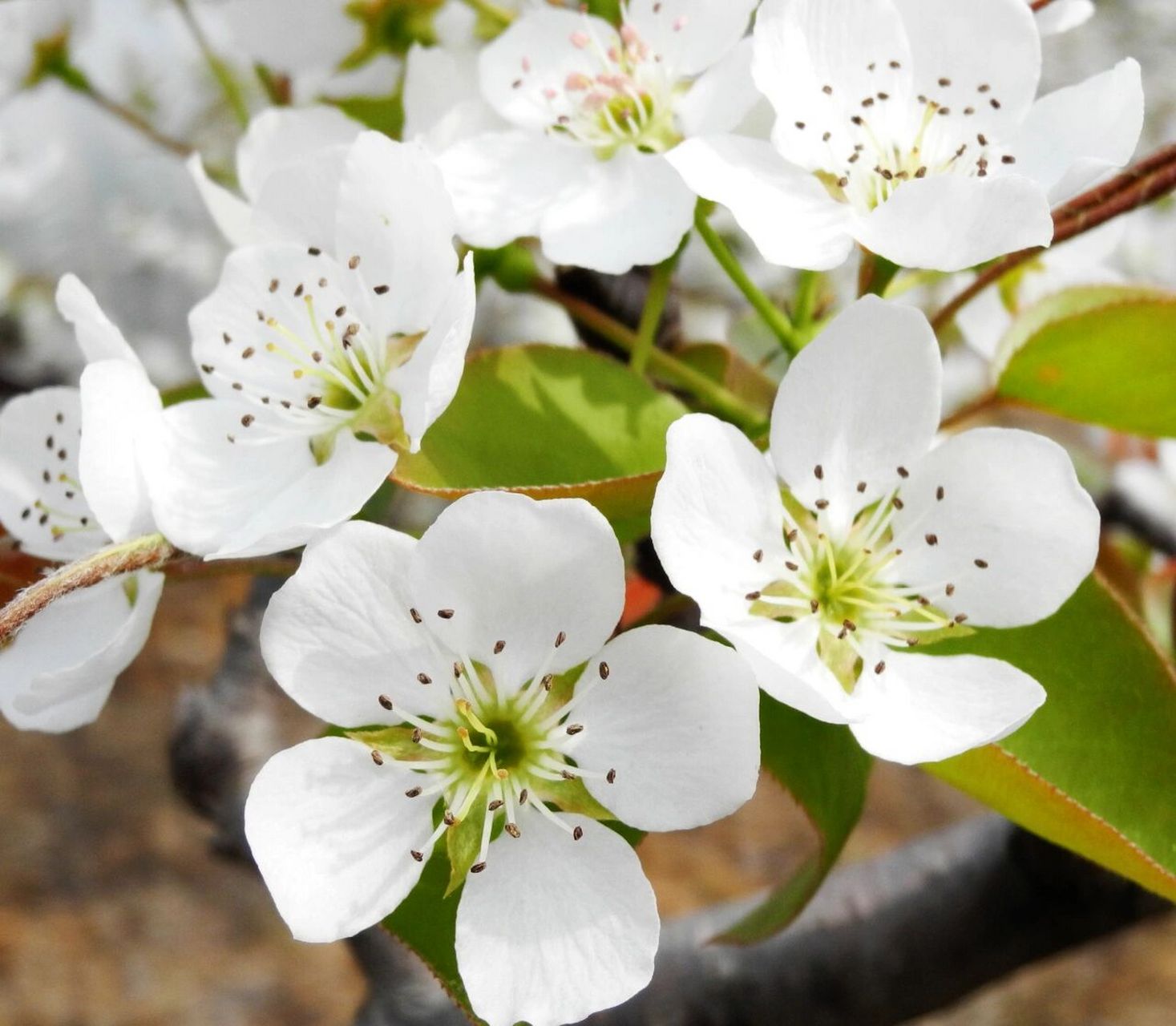 樱花桃花梅花梨花杏花,一文教你识别       春天来临,百花齐放,看见万