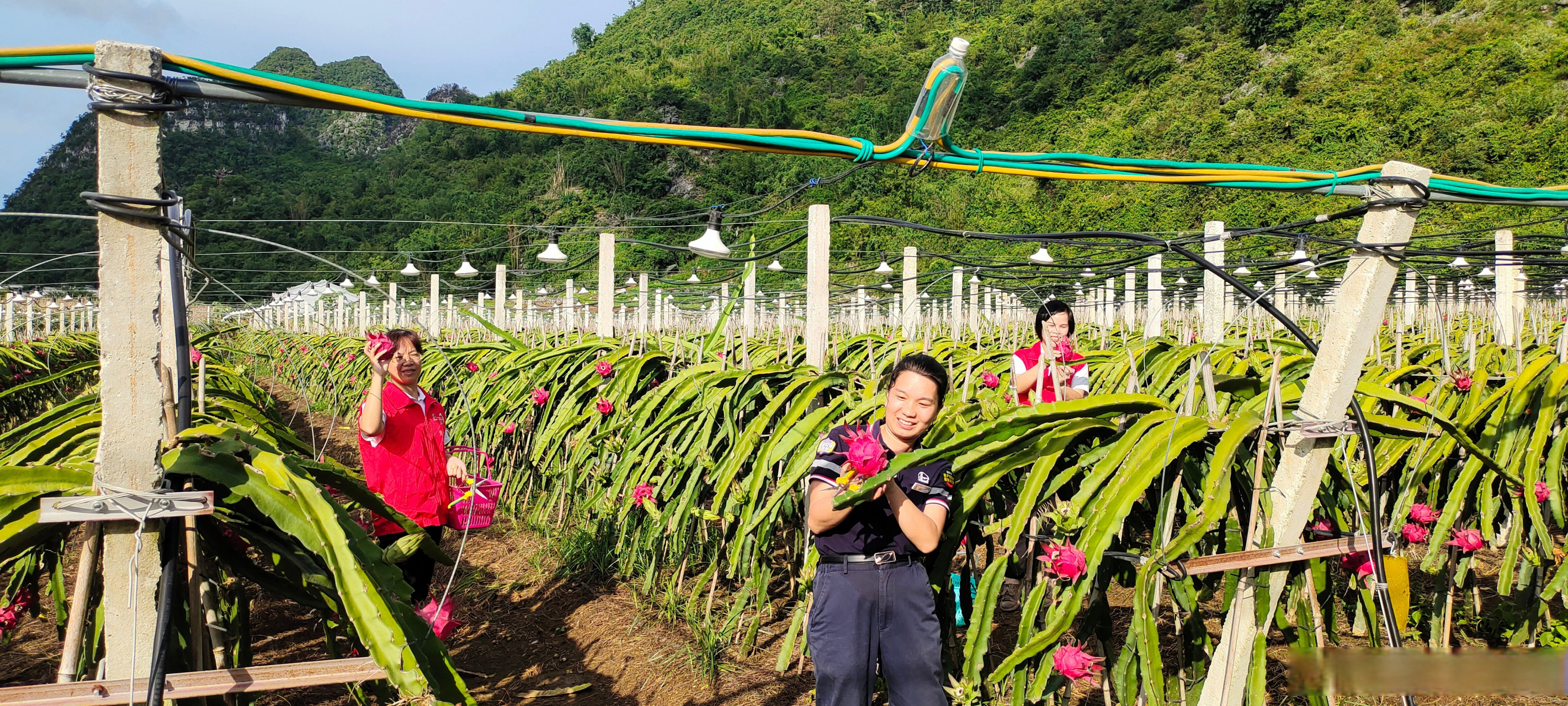 【采摘"致富果",助农促增收】近期,广西来宾火龙果种植园迎来丰收季