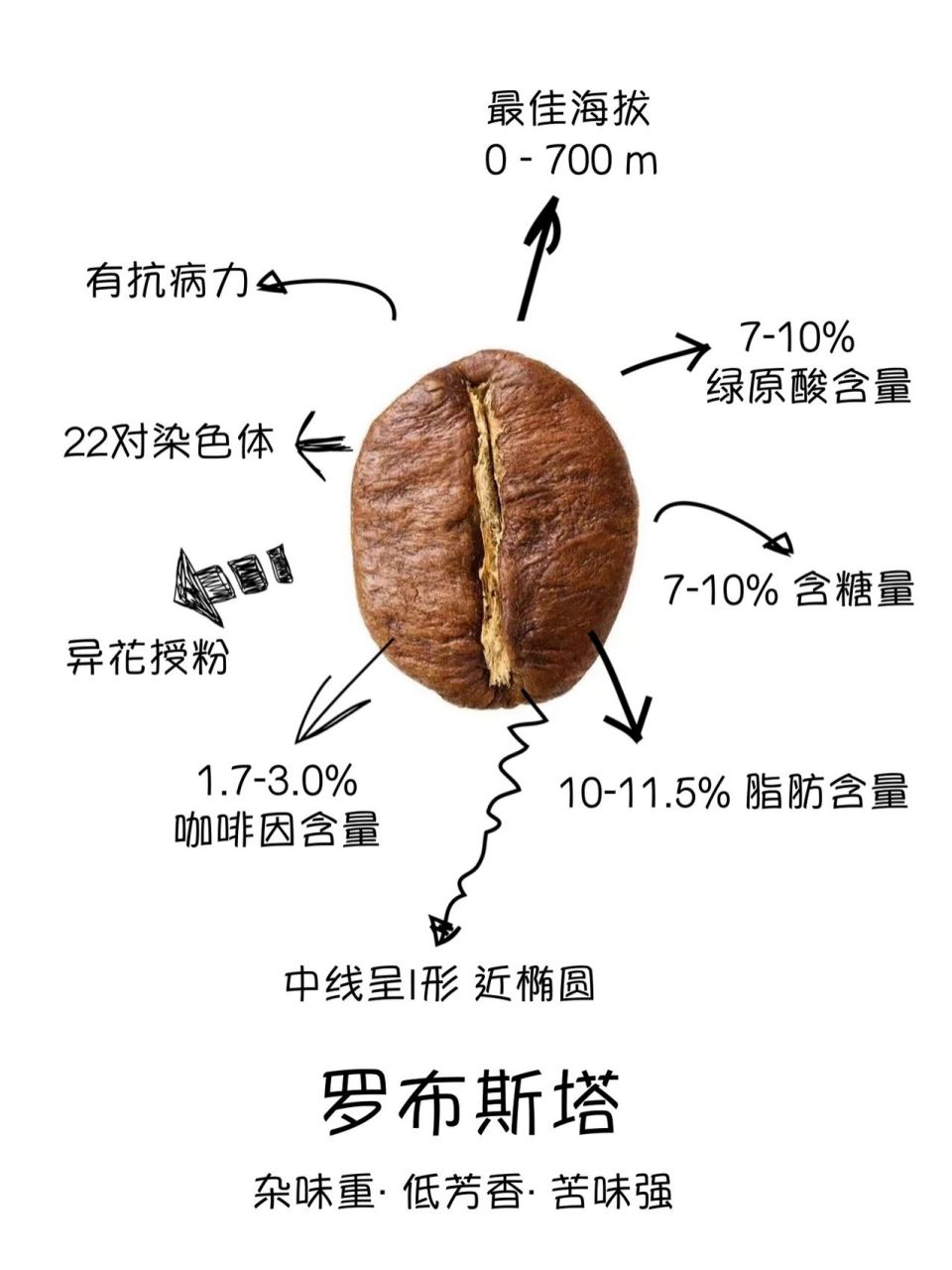 咖啡笔记|2张图轻松辨别阿拉比卡与罗豆 16615