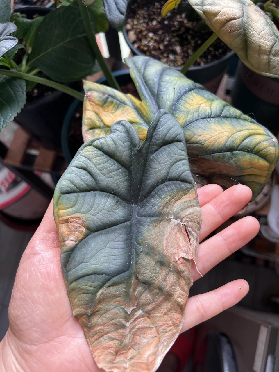 龙鳞海芋黄叶 我的龙鳞海芋是怎么了?