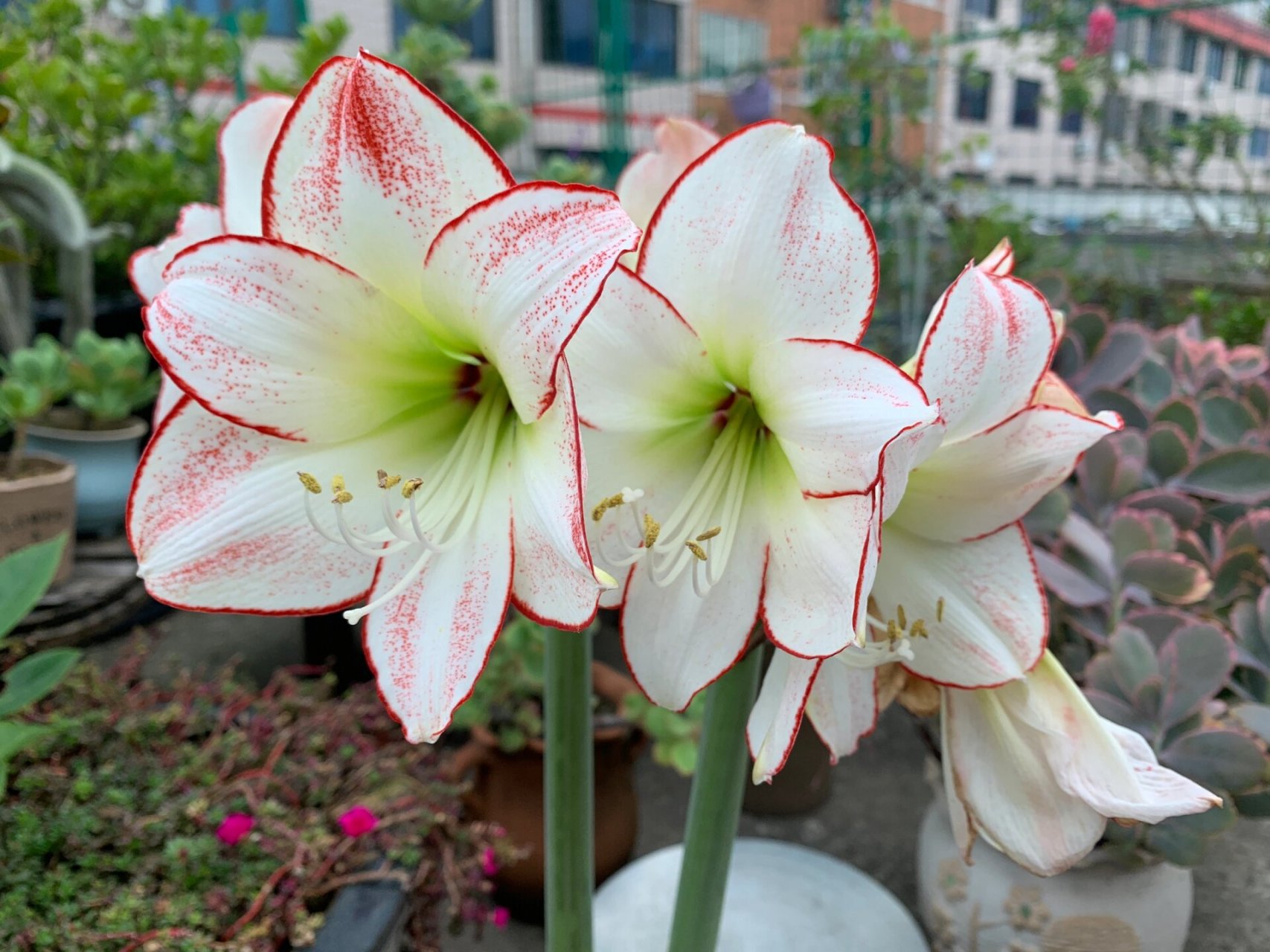 朱顶红(毕加索)开花图 开一星期了,刚开的时候没有这么红,今天看看真