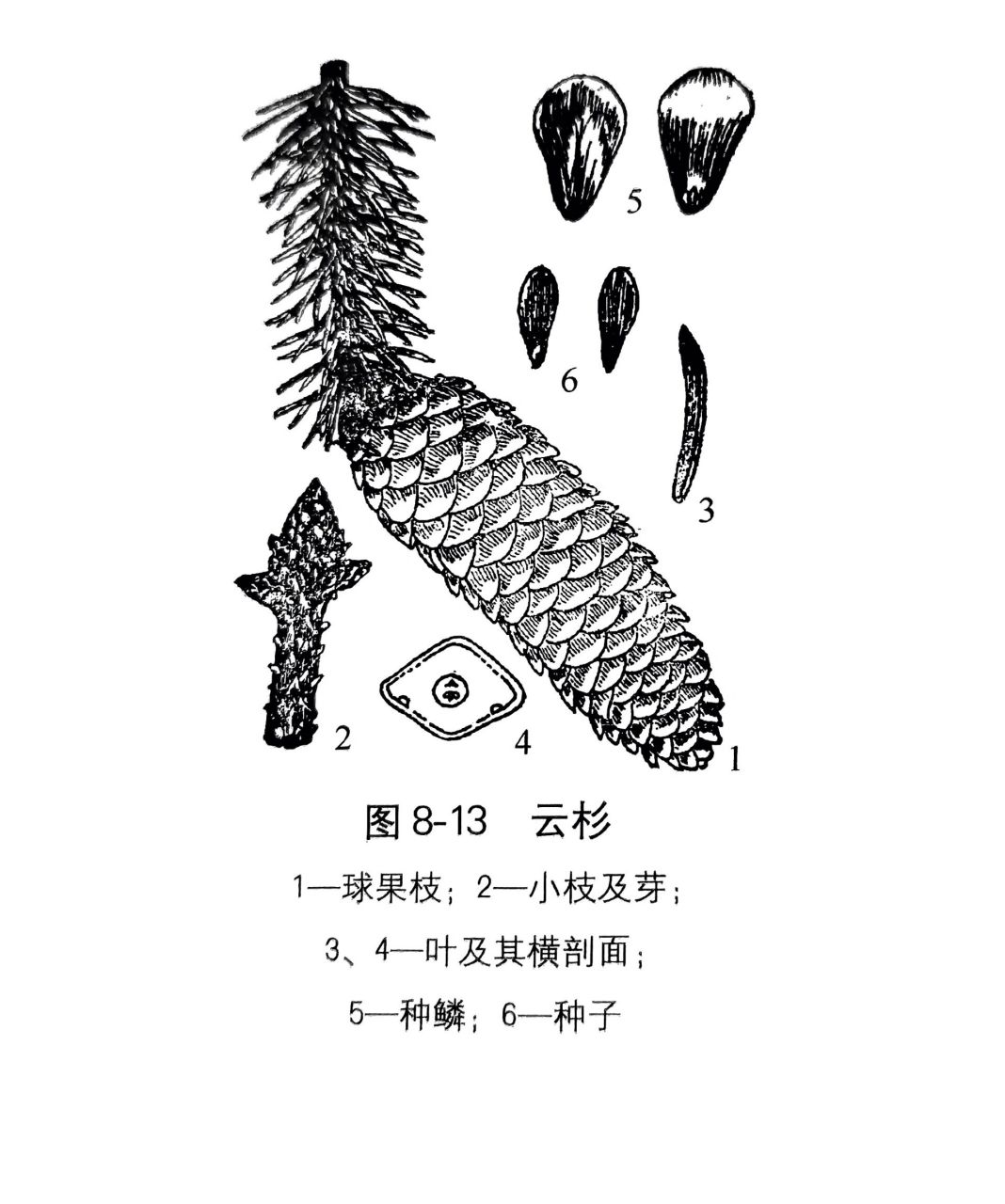 《园林树木学》复习3 冷杉与云杉的形态区别 1.