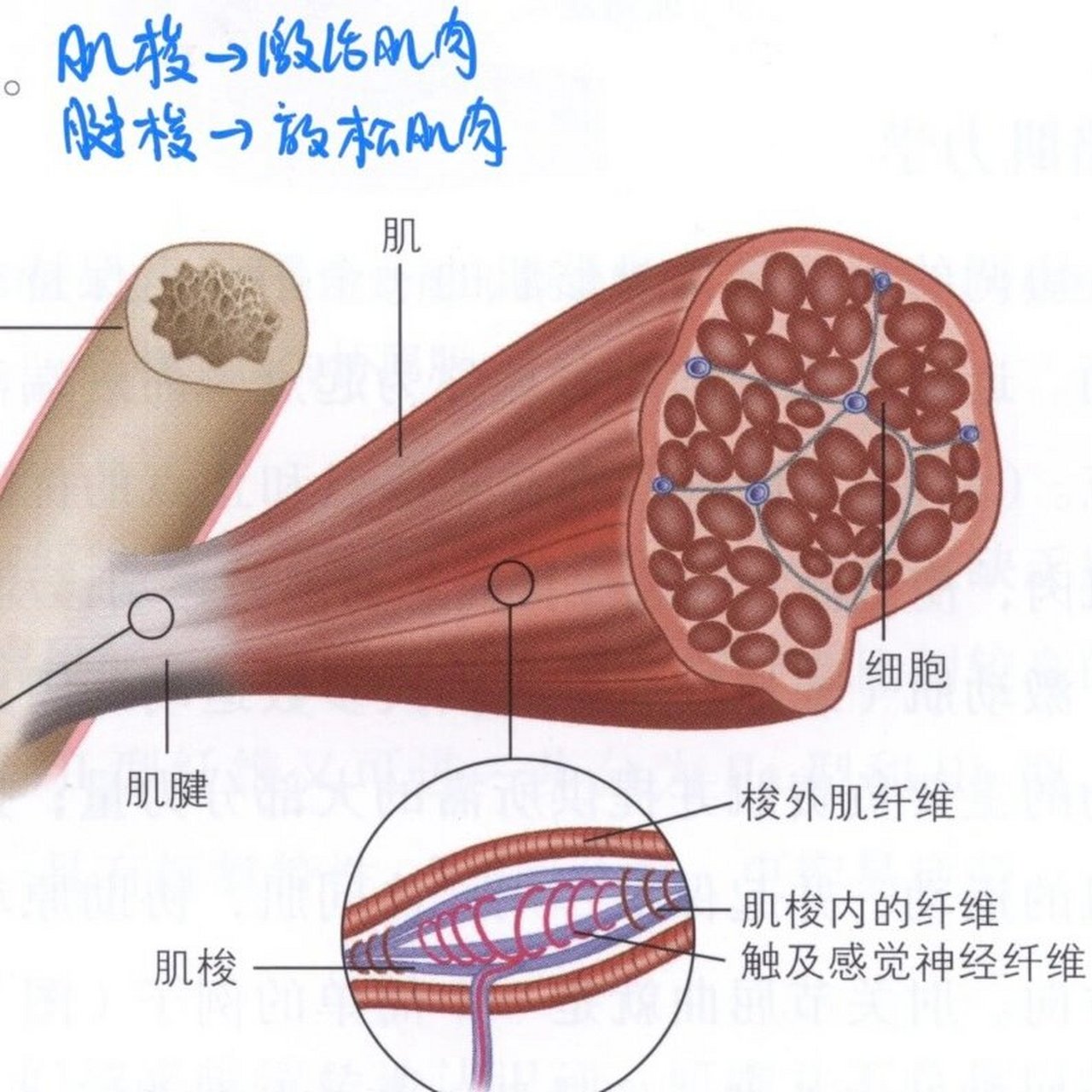 肌梭结构图片