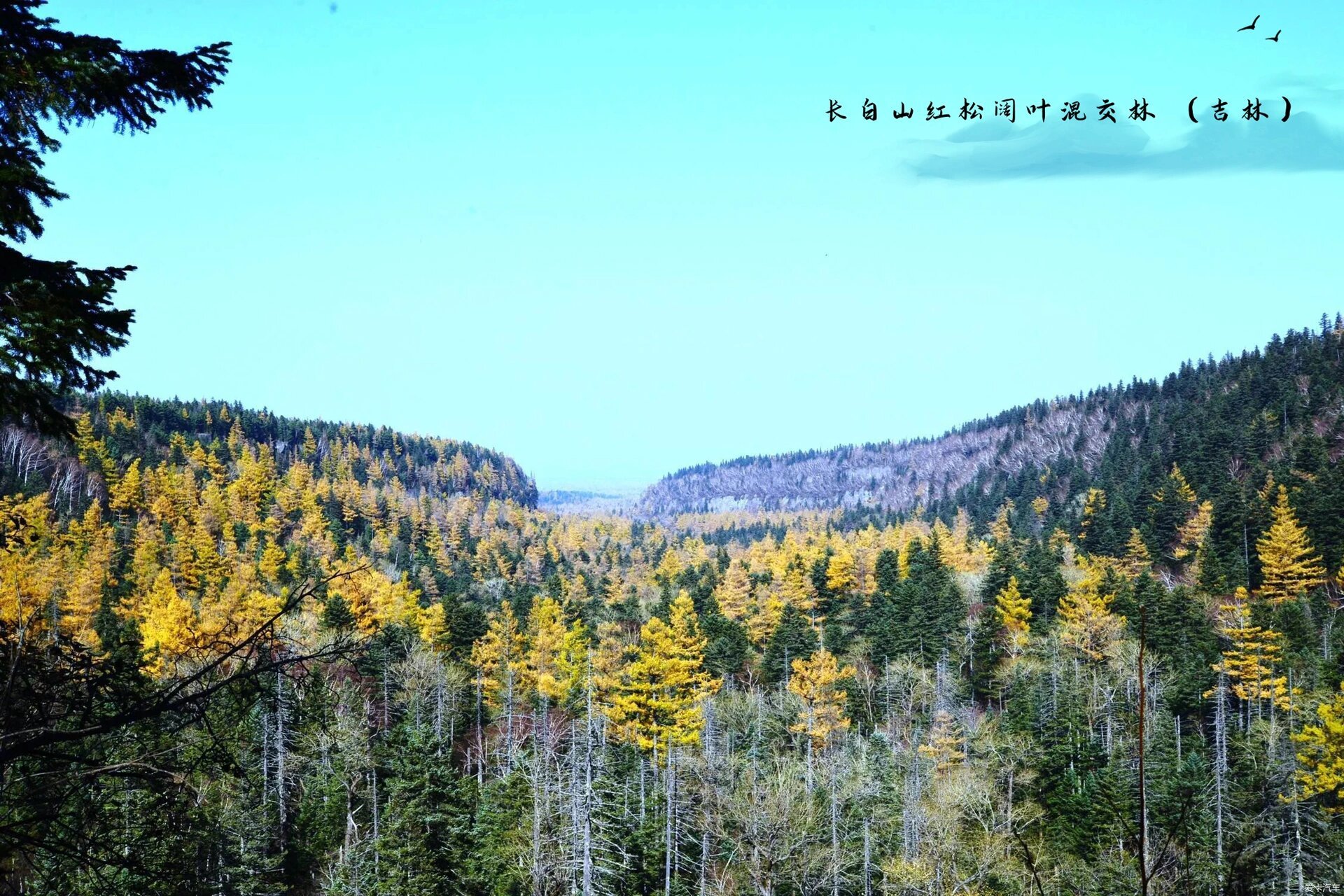 天山雪岭云杉林 (新疆)(最佳季节:春,秋两季) 2.