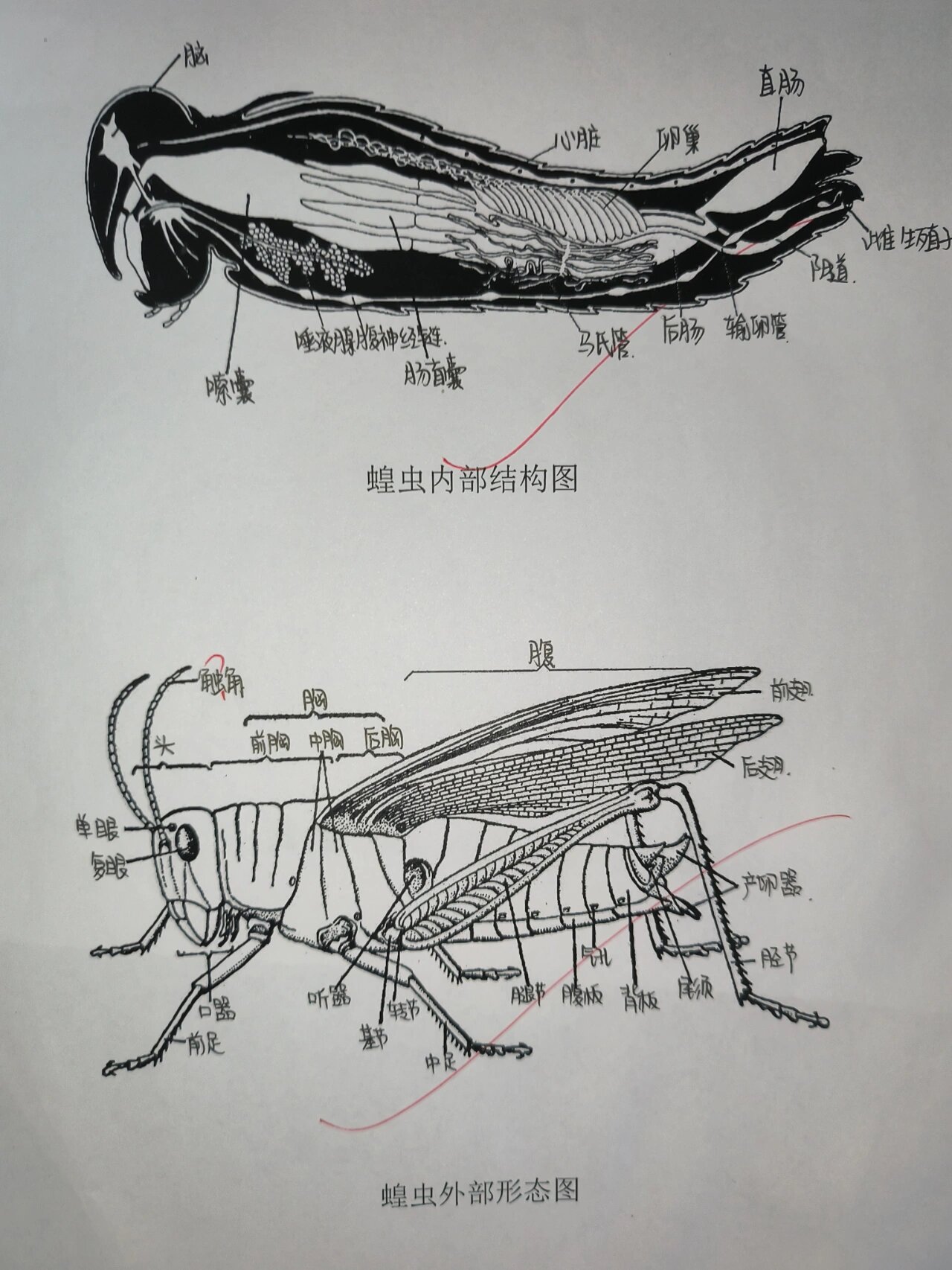 蝗虫的结构分解示意图图片