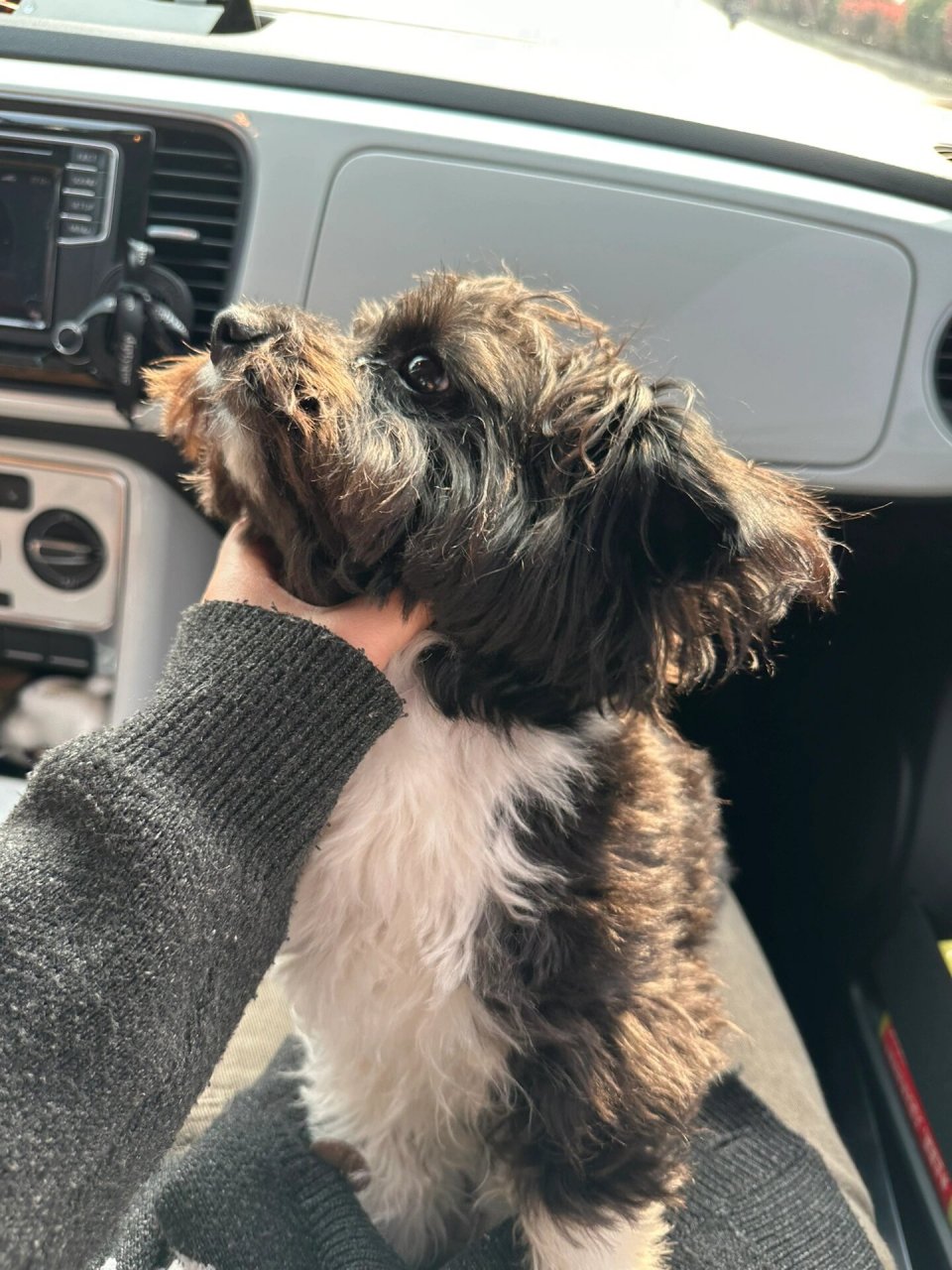 不满月在路边捡的,花了五块钱淘宝找了个鉴狗师,说是土狗和泰迪的