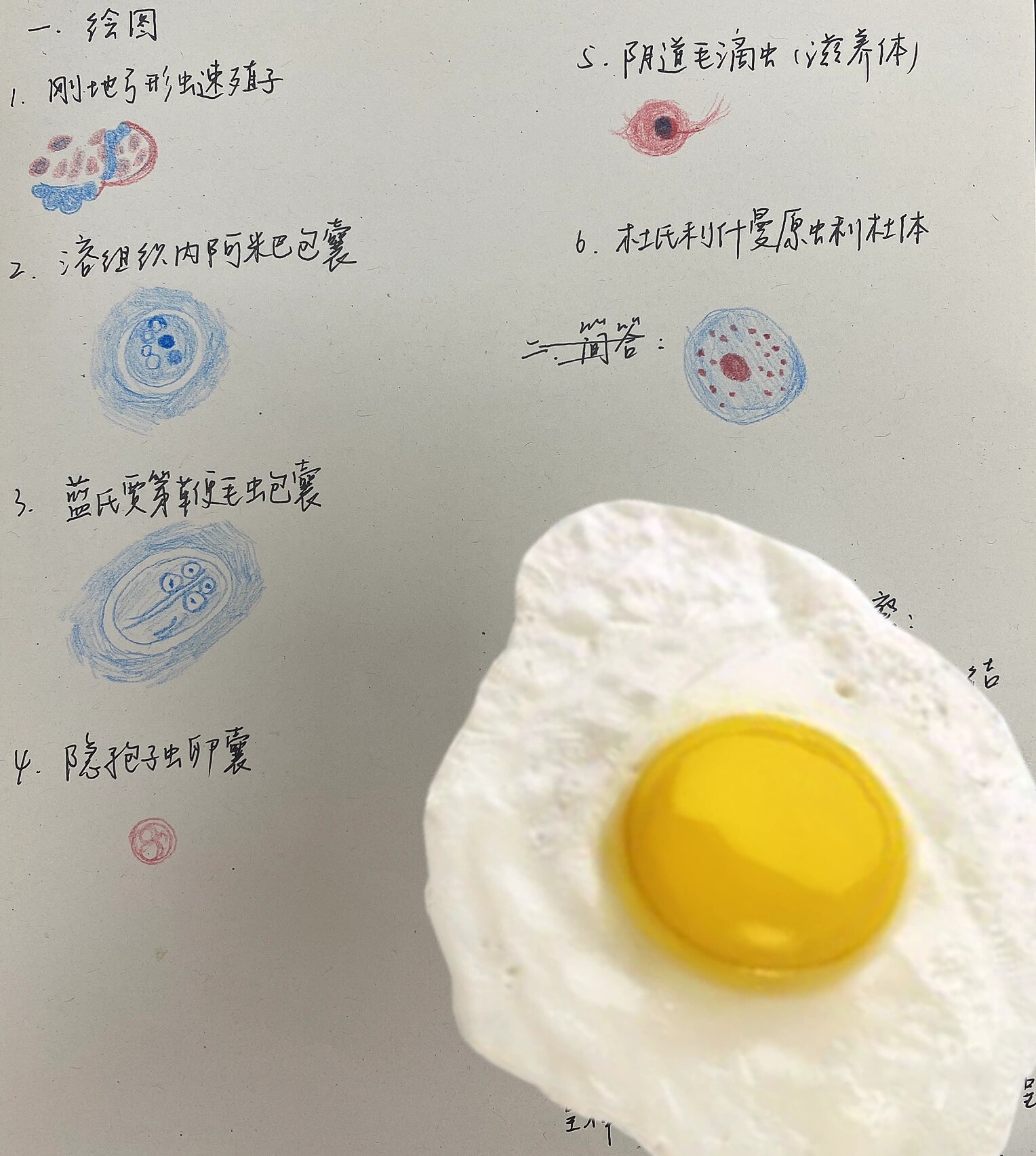 人体寄生虫学绘图 刚地弓形虫速殖子 溶组织内阿米巴包囊 蓝氏贾第