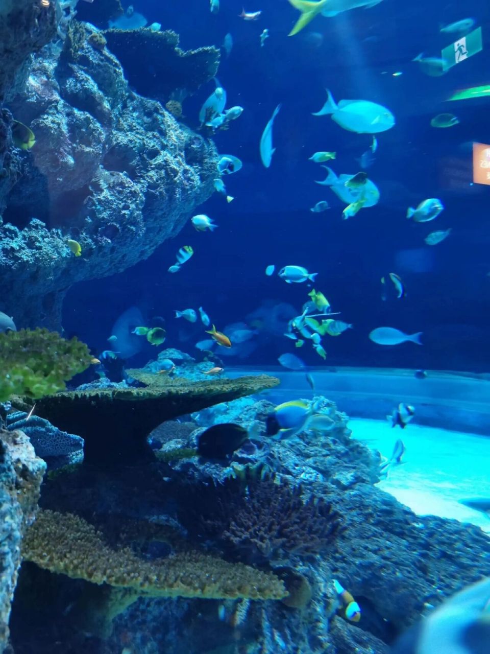 汕头游玩|不用跑这么远,也有海洋馆看啦 96五一想体验神秘的海洋